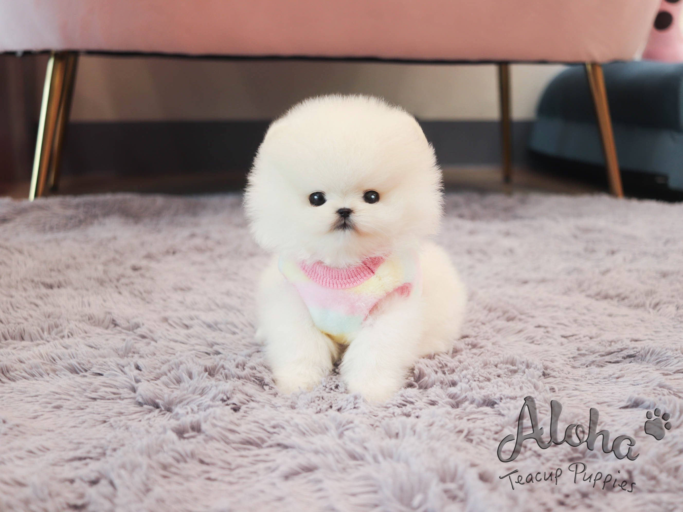cloud [TEACUP POMERANIAN]