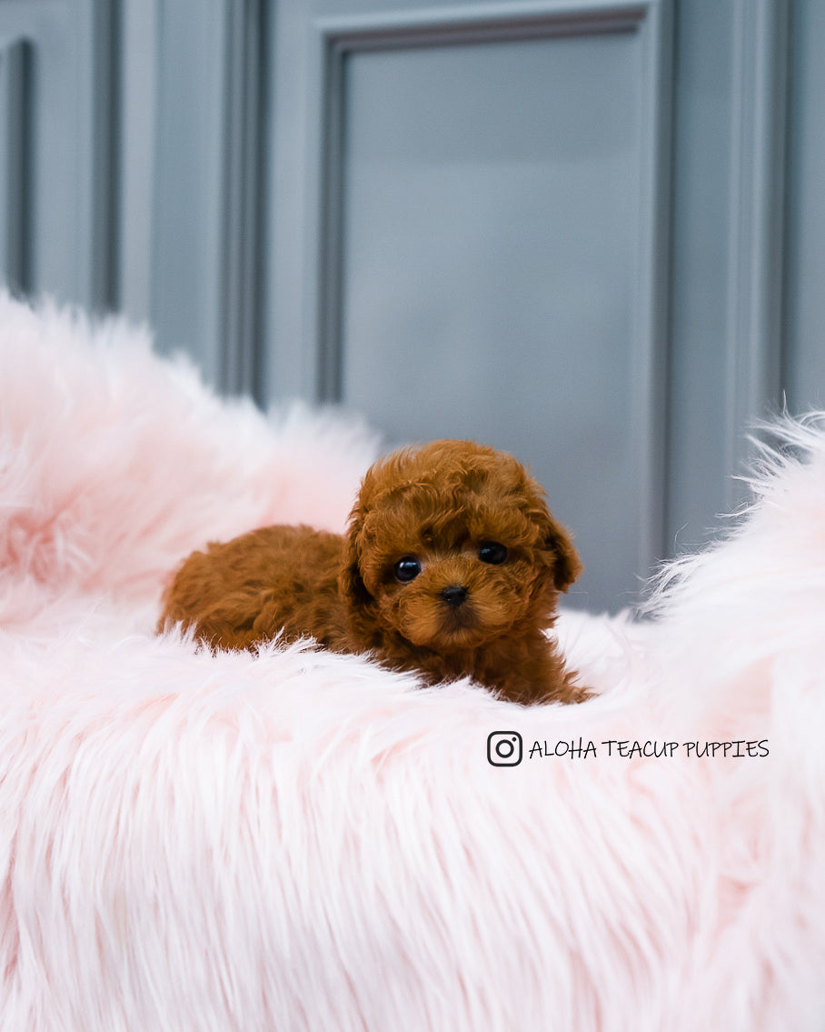 Barbie [TEACUP POODLE]