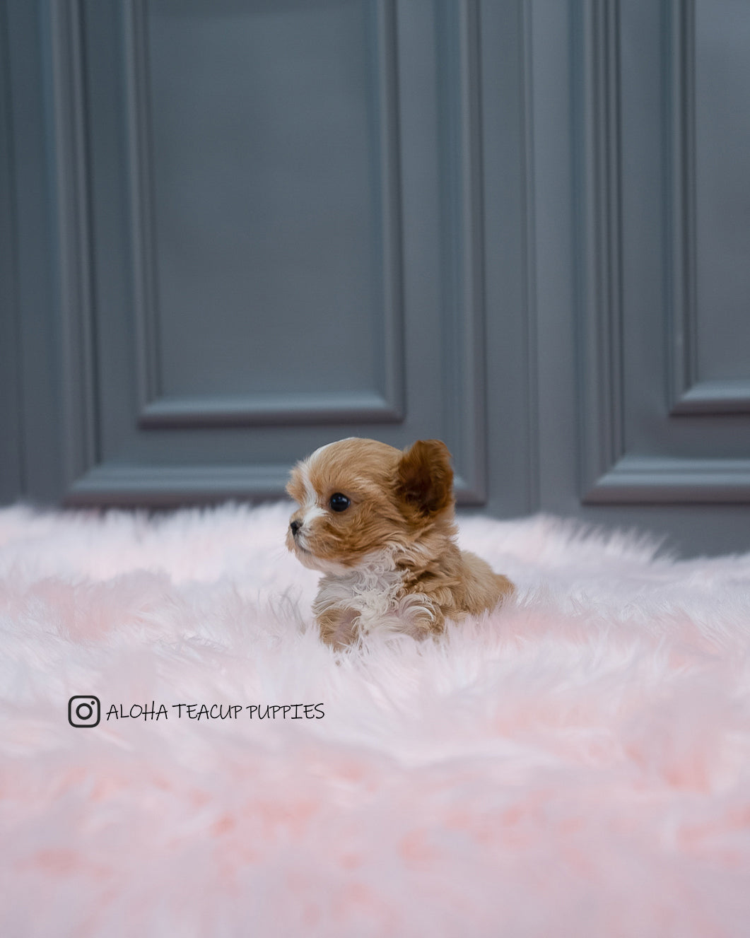 Louis [TEACUP Maltipoo]