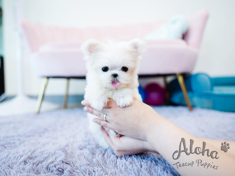Momo [TEACUP MALTESE]