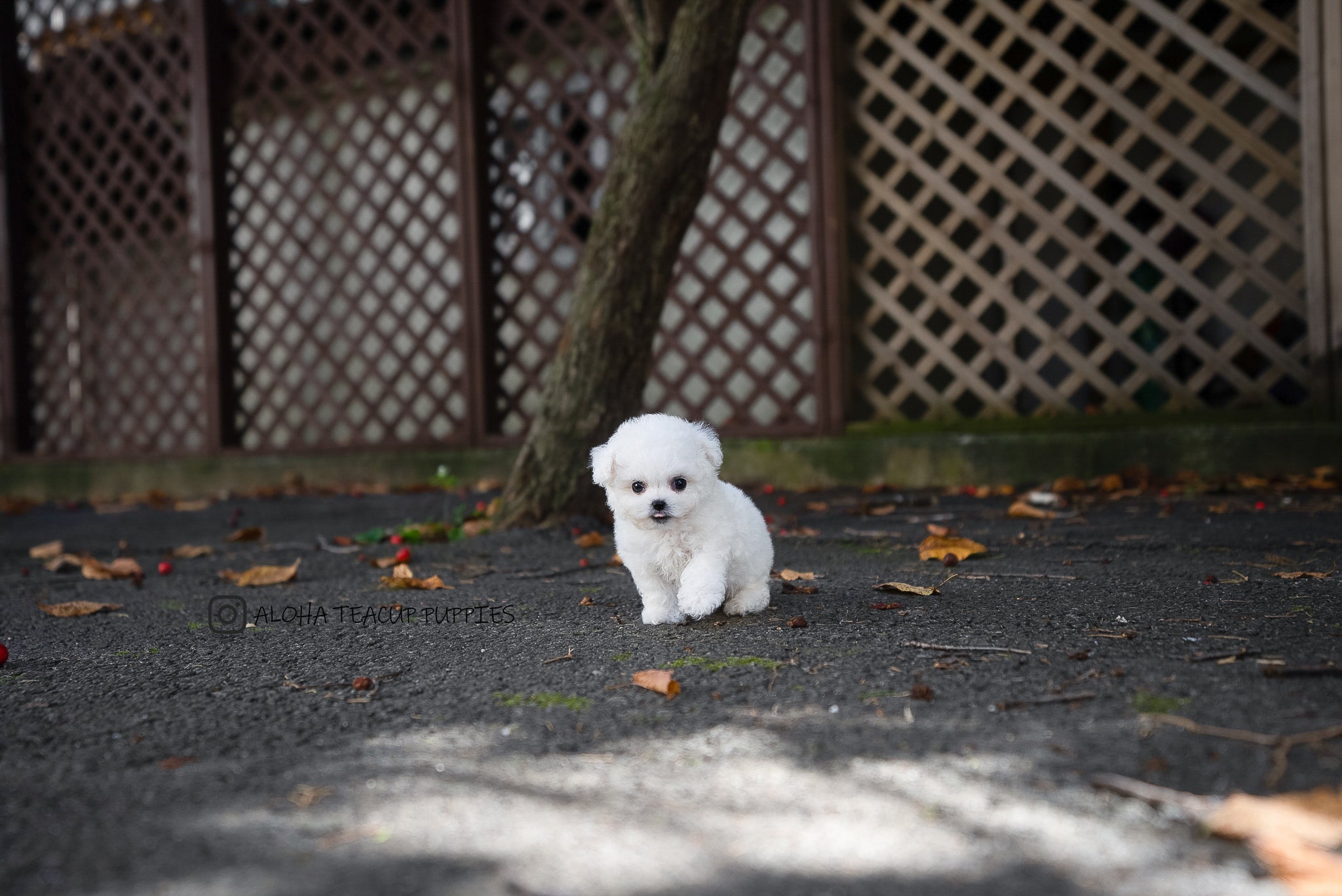 Otto [TEACUP Bichon]