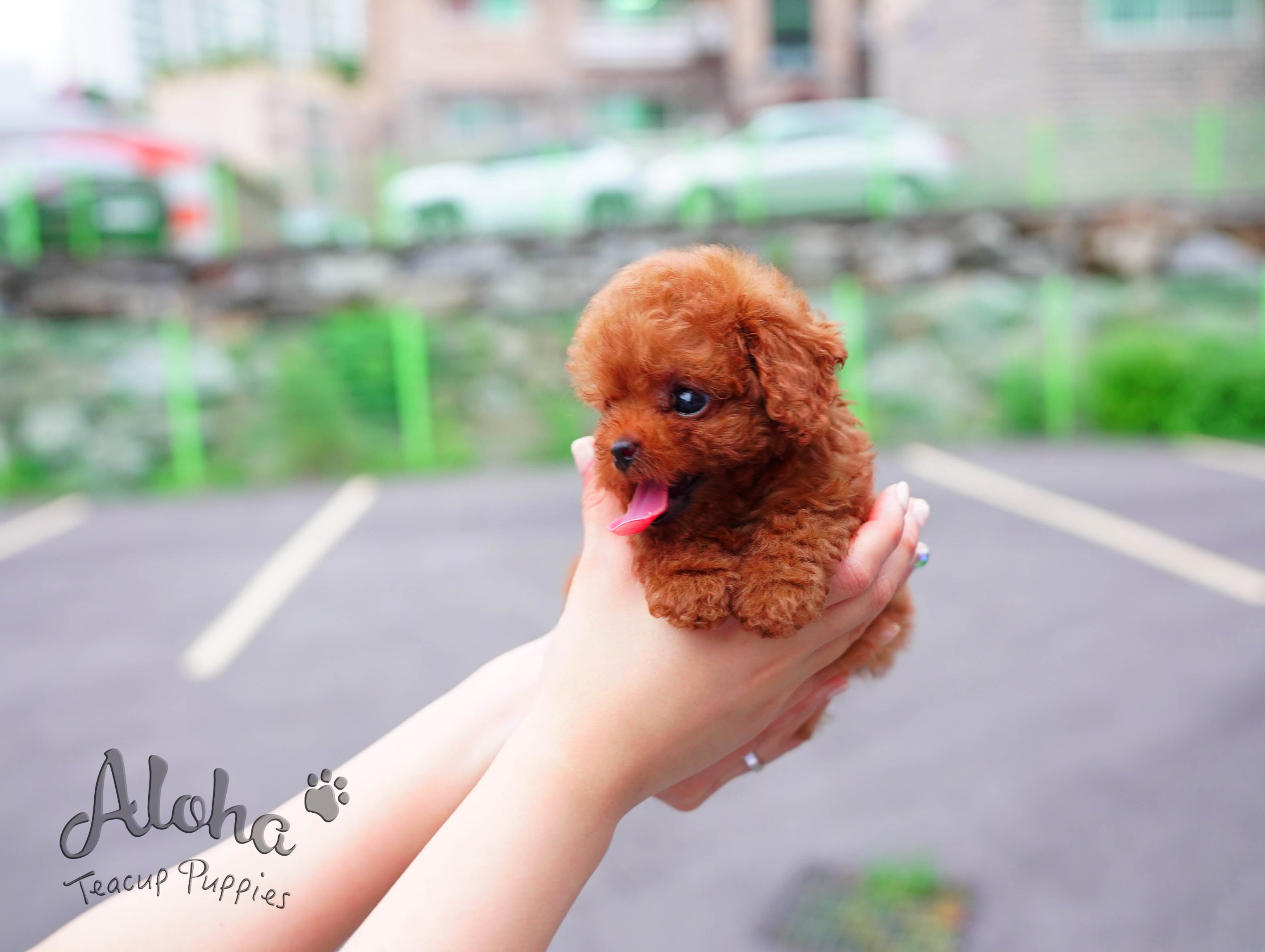 Teddy [TEACUP POODLE]