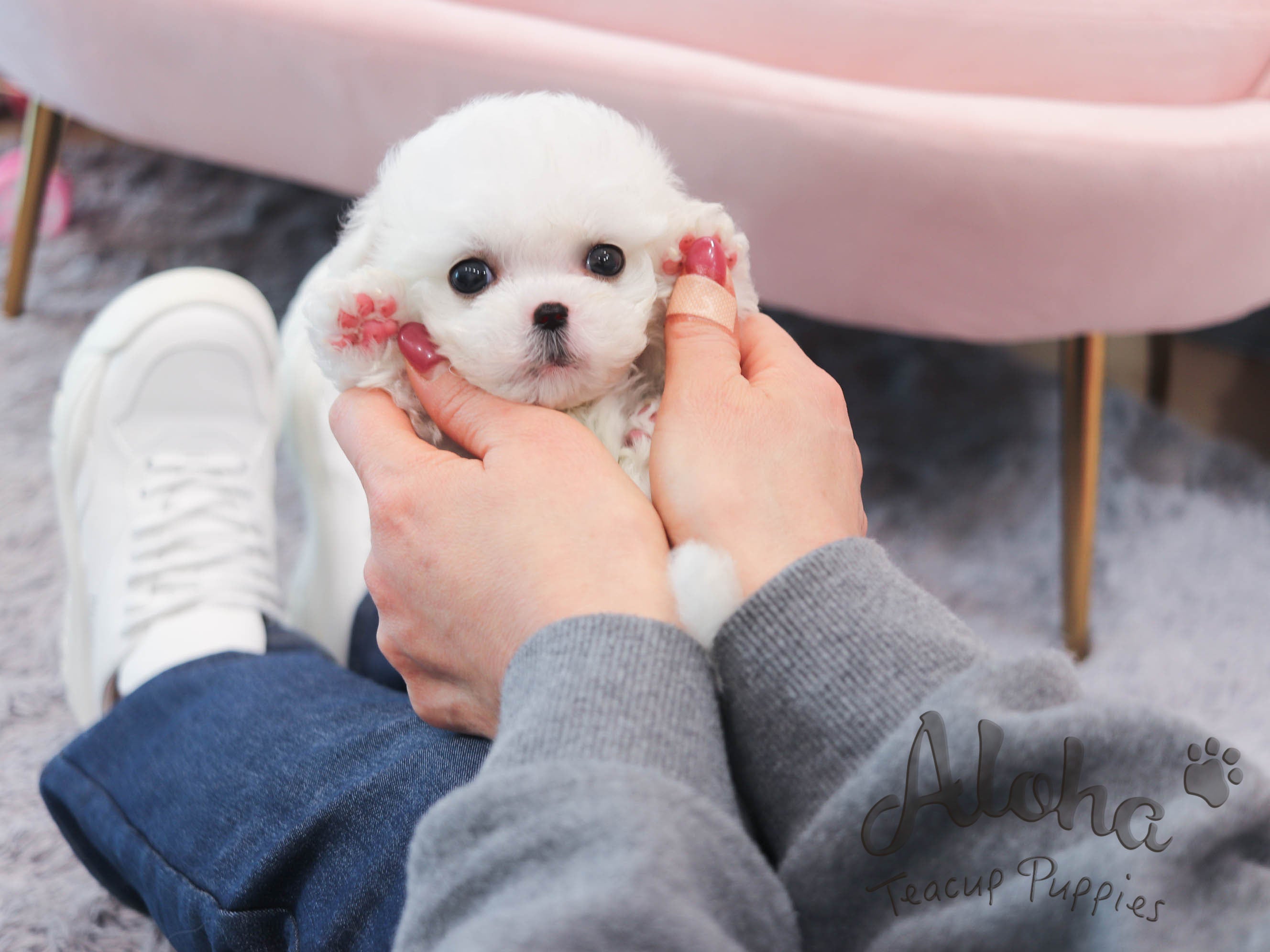 Grace [TEACUP Bichon]