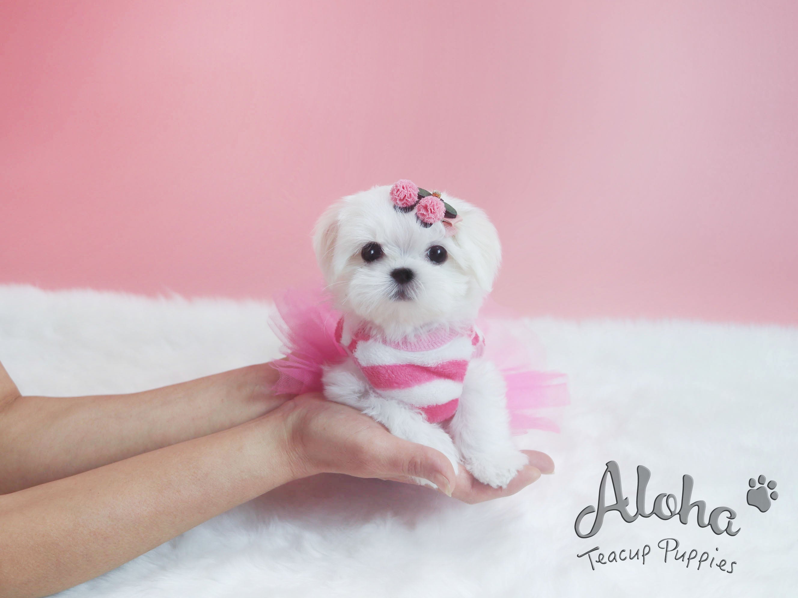 Sold to Destiny, Minnie [TEACUP MALTESE]
