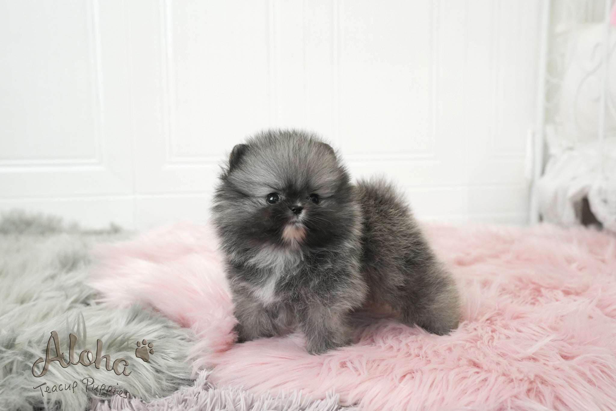 Nero [TEACUP POMERANIAN]