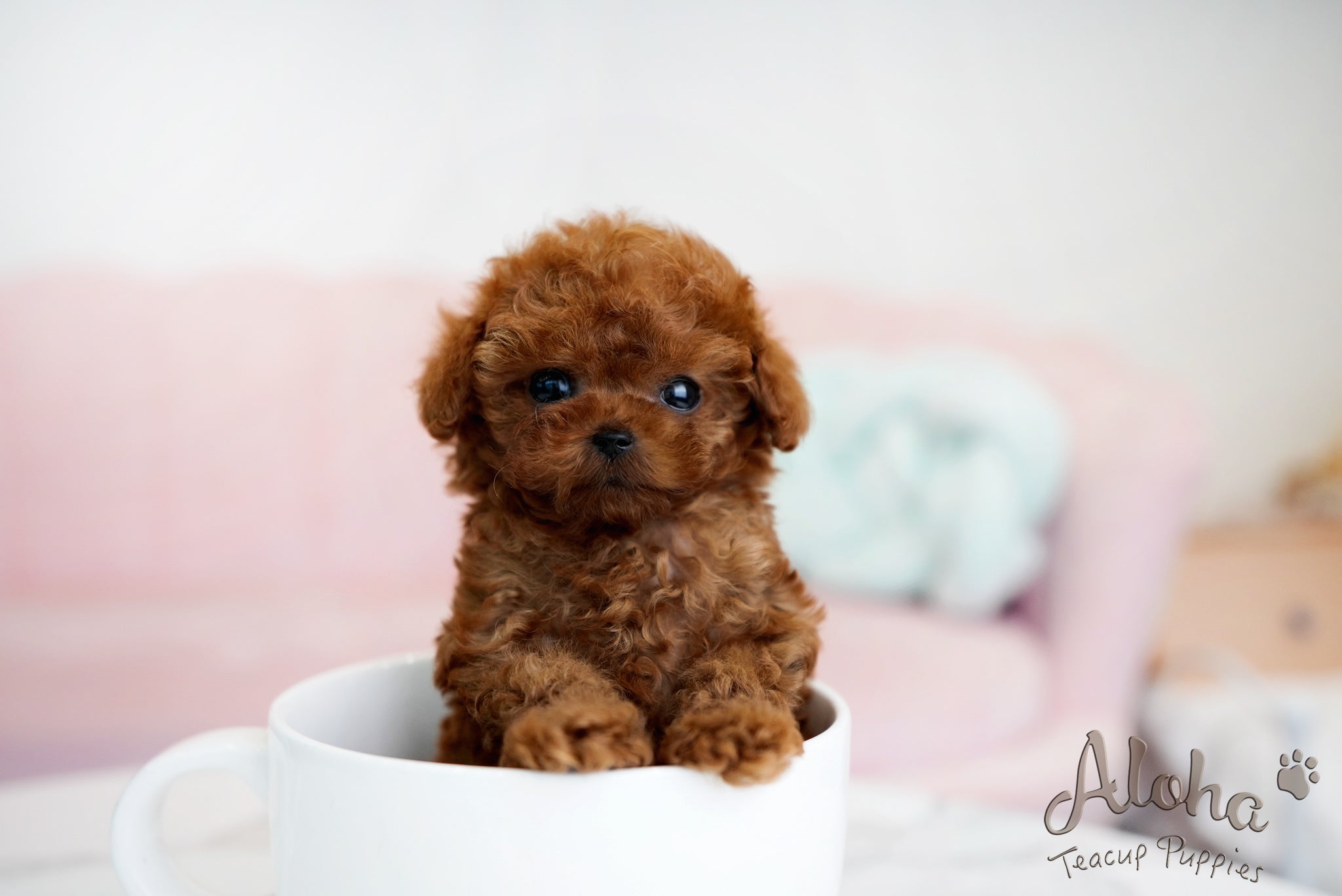 Brian [TEACUP POODLE]