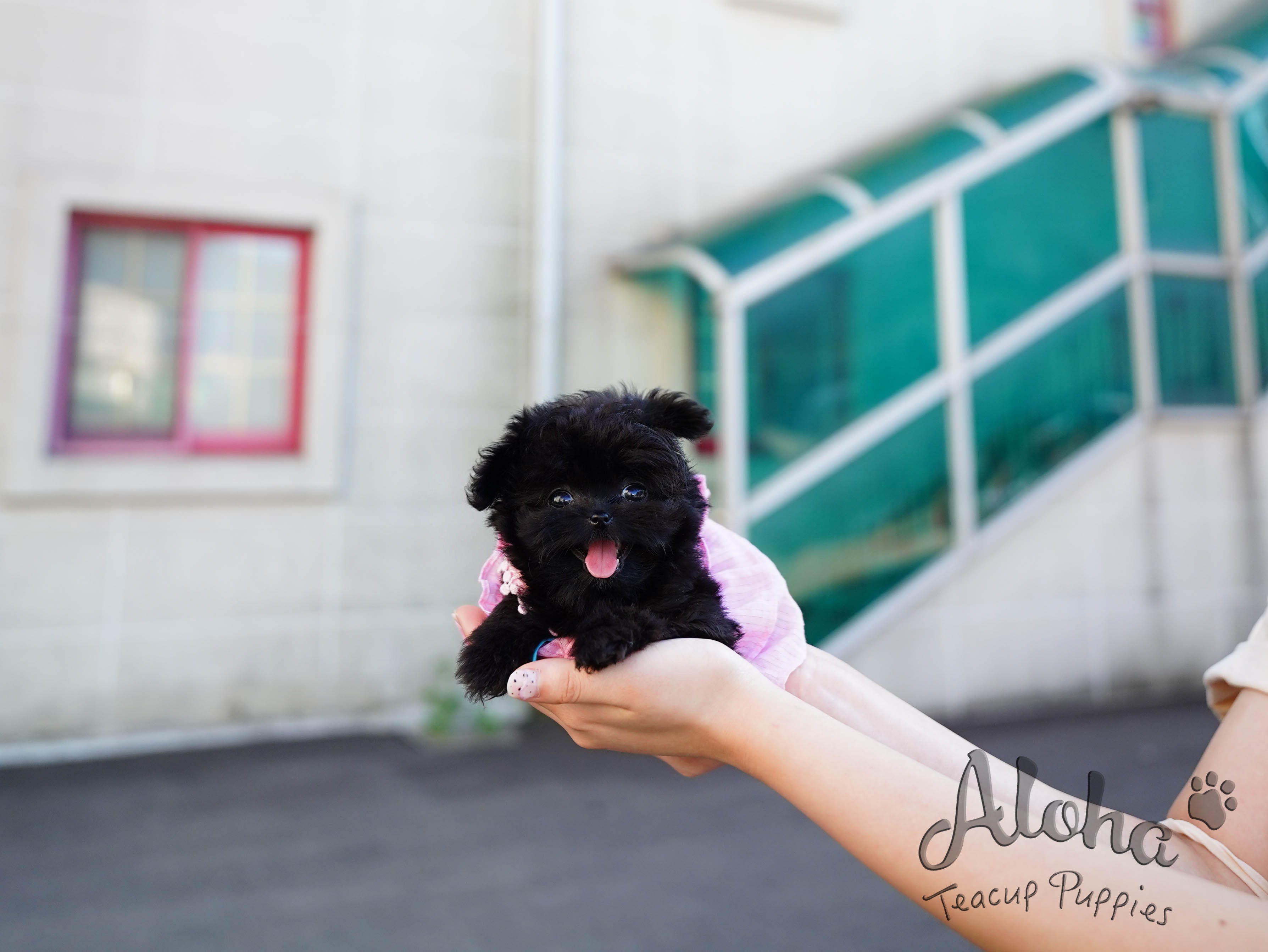 Bambi [TEACUP MALTIPOO]