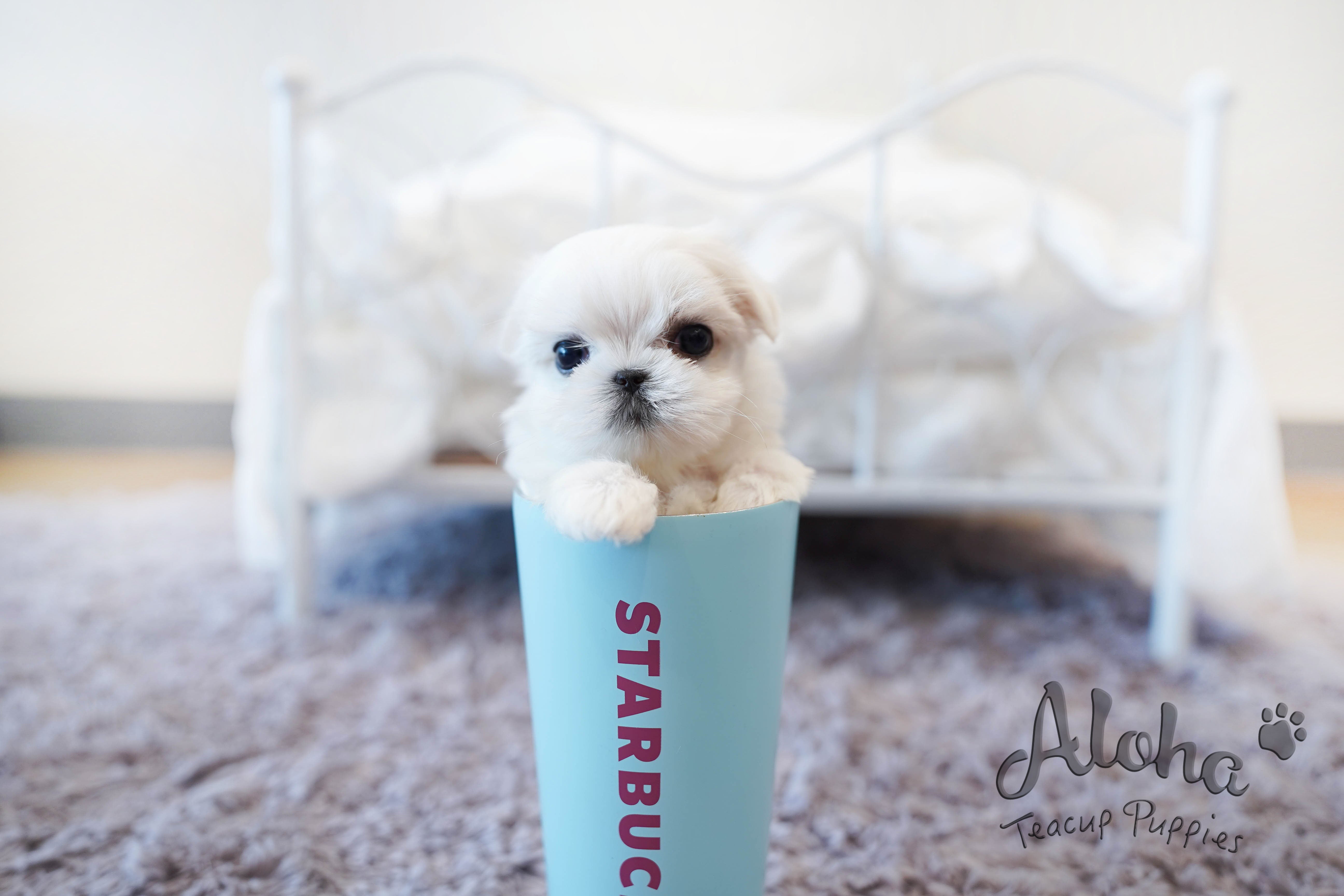 Melon [TEACUP MALTESE]