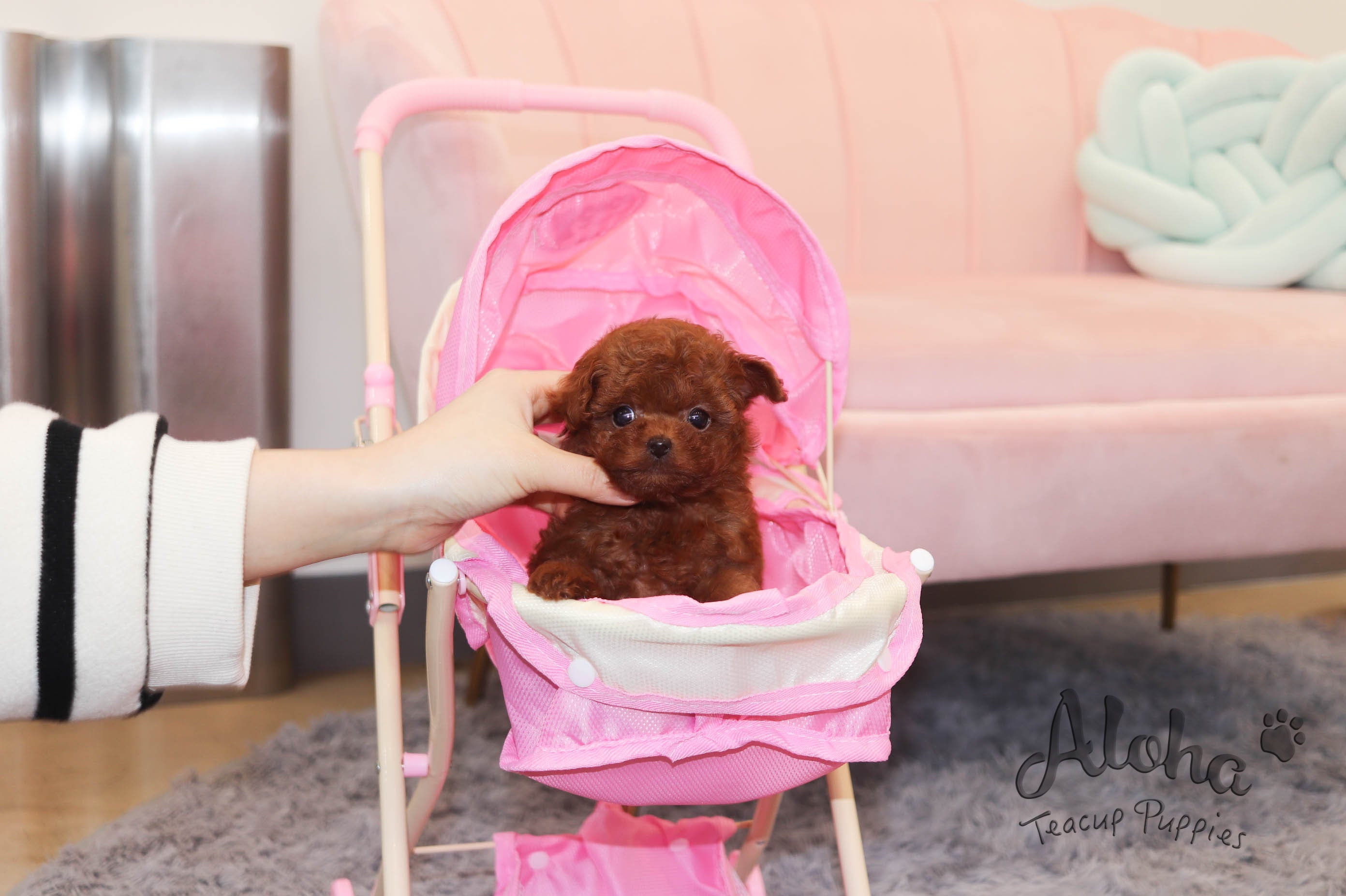 Teddy [TEACUP POODLE]