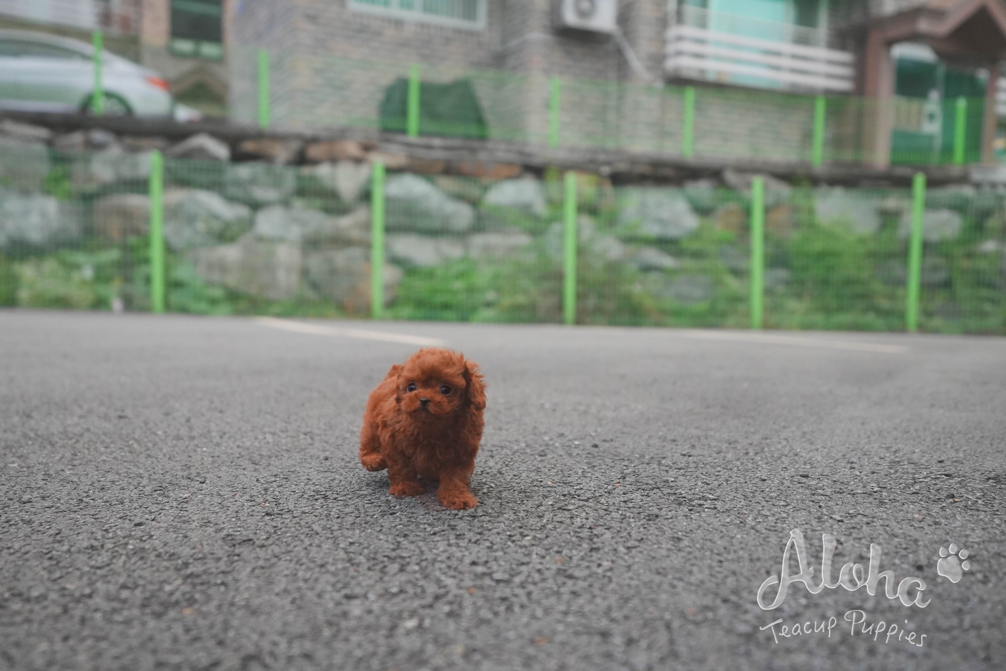 Cora [TEACUP POODLE]
