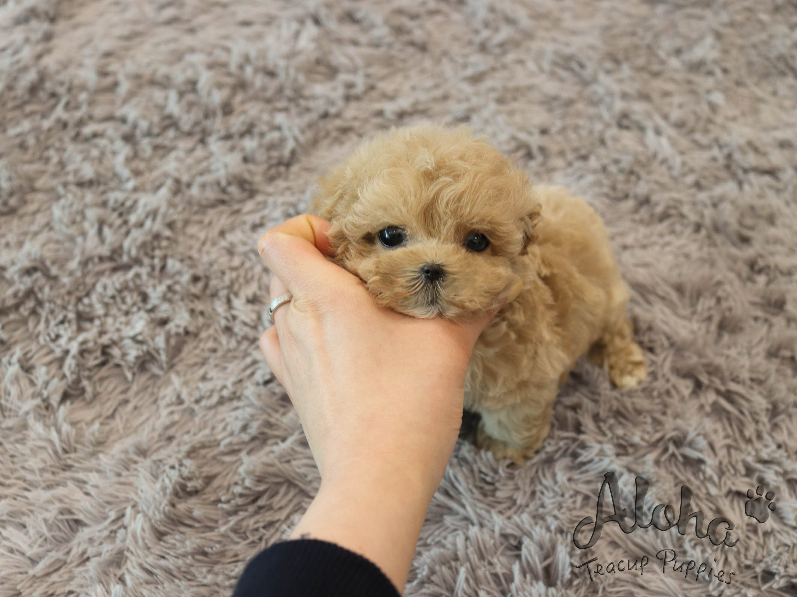 Bobby [TEACUP MALTIPOO]