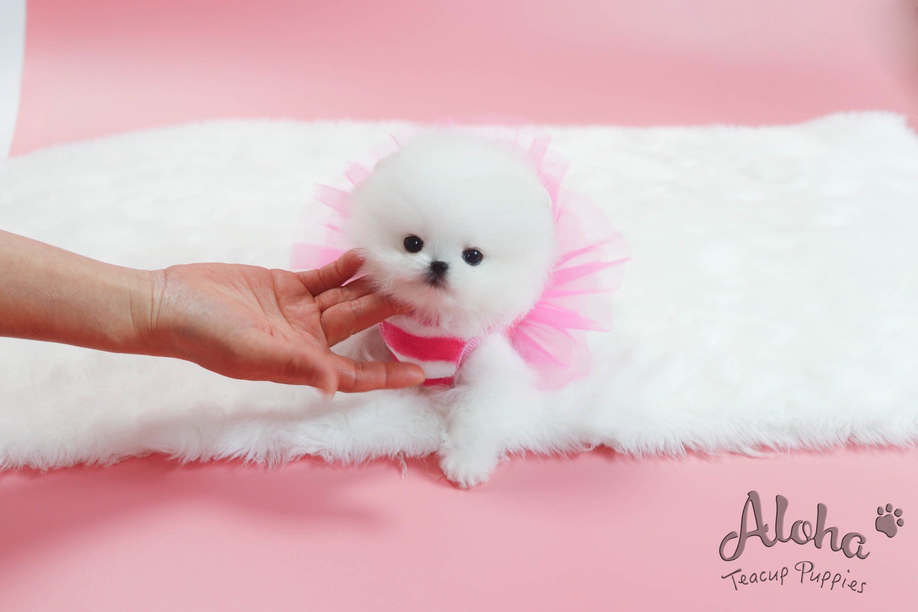 Anna [TEACUP POMERANIAN]