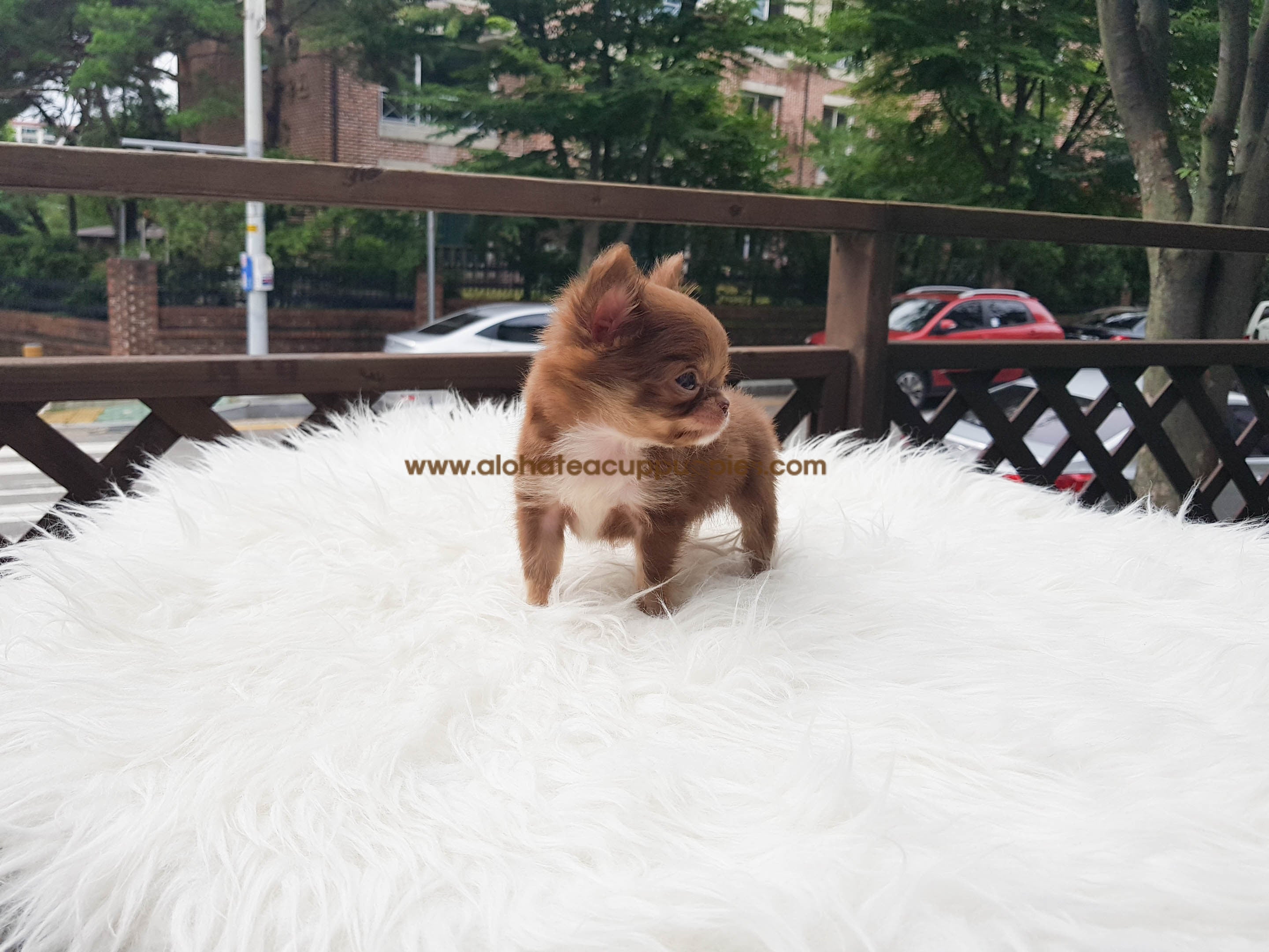 Woody - [Chihuahua] - Sold to Paul Buechele
