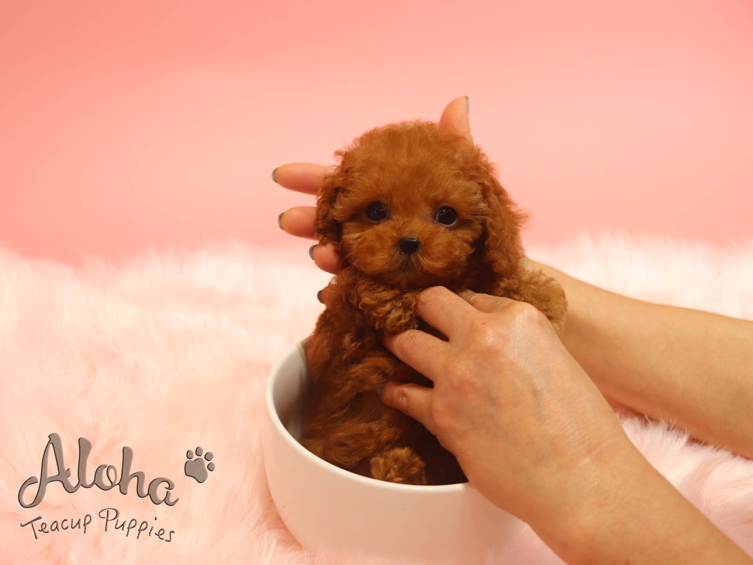 Benz [TEACUP Maltipoo]