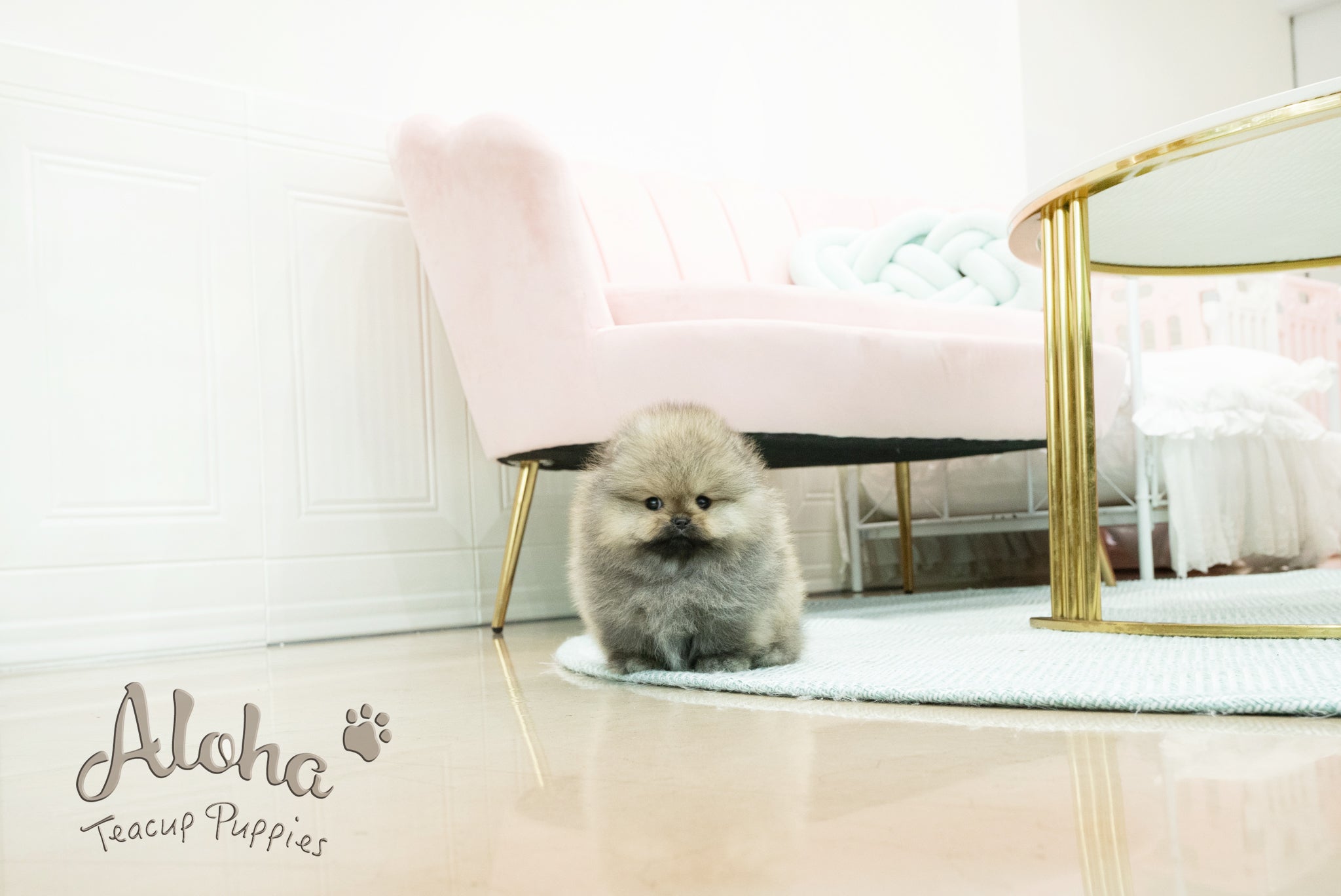 Gideon [TEACUP POMERANIAN]