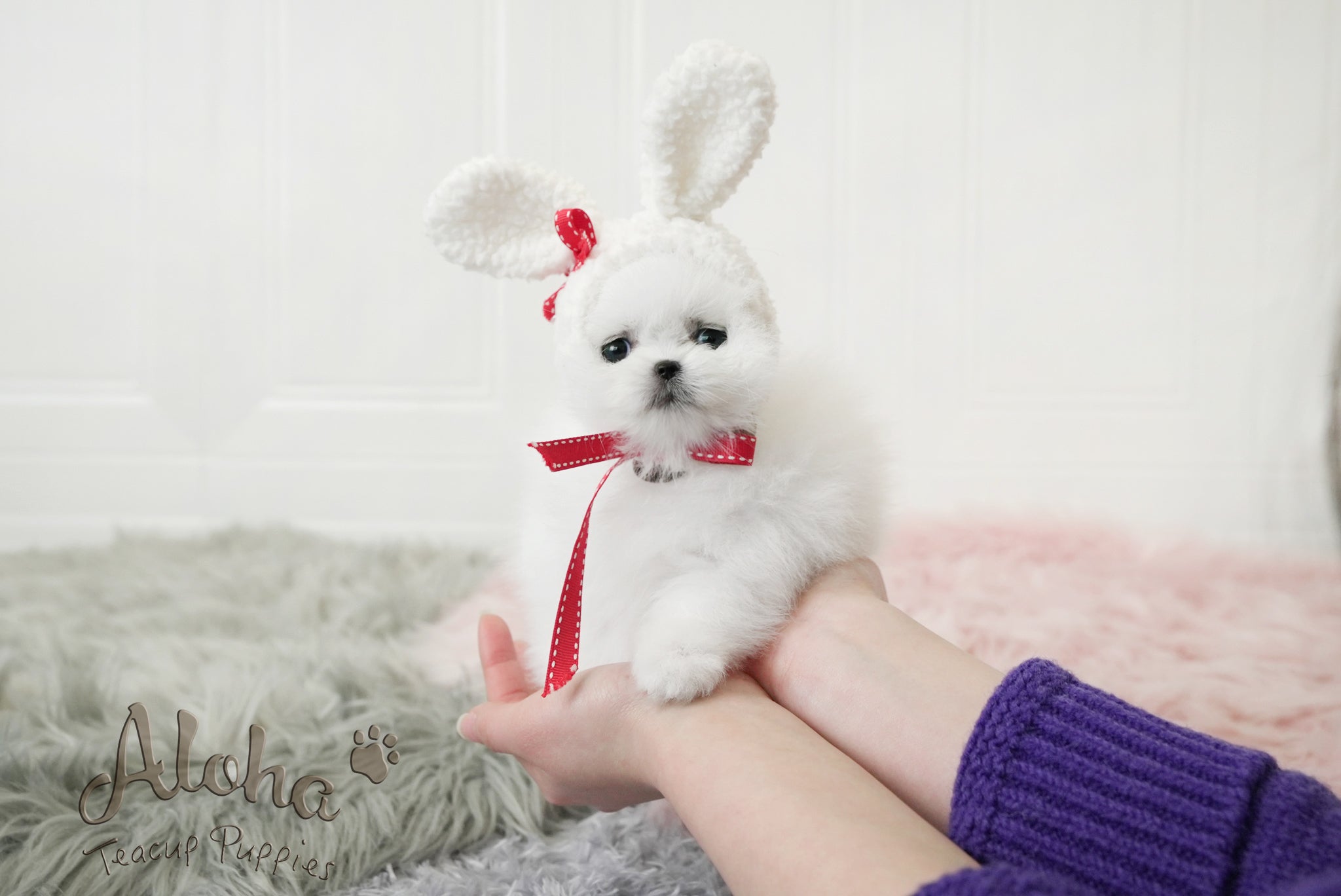 Dior [TEACUP POMERANIAN]