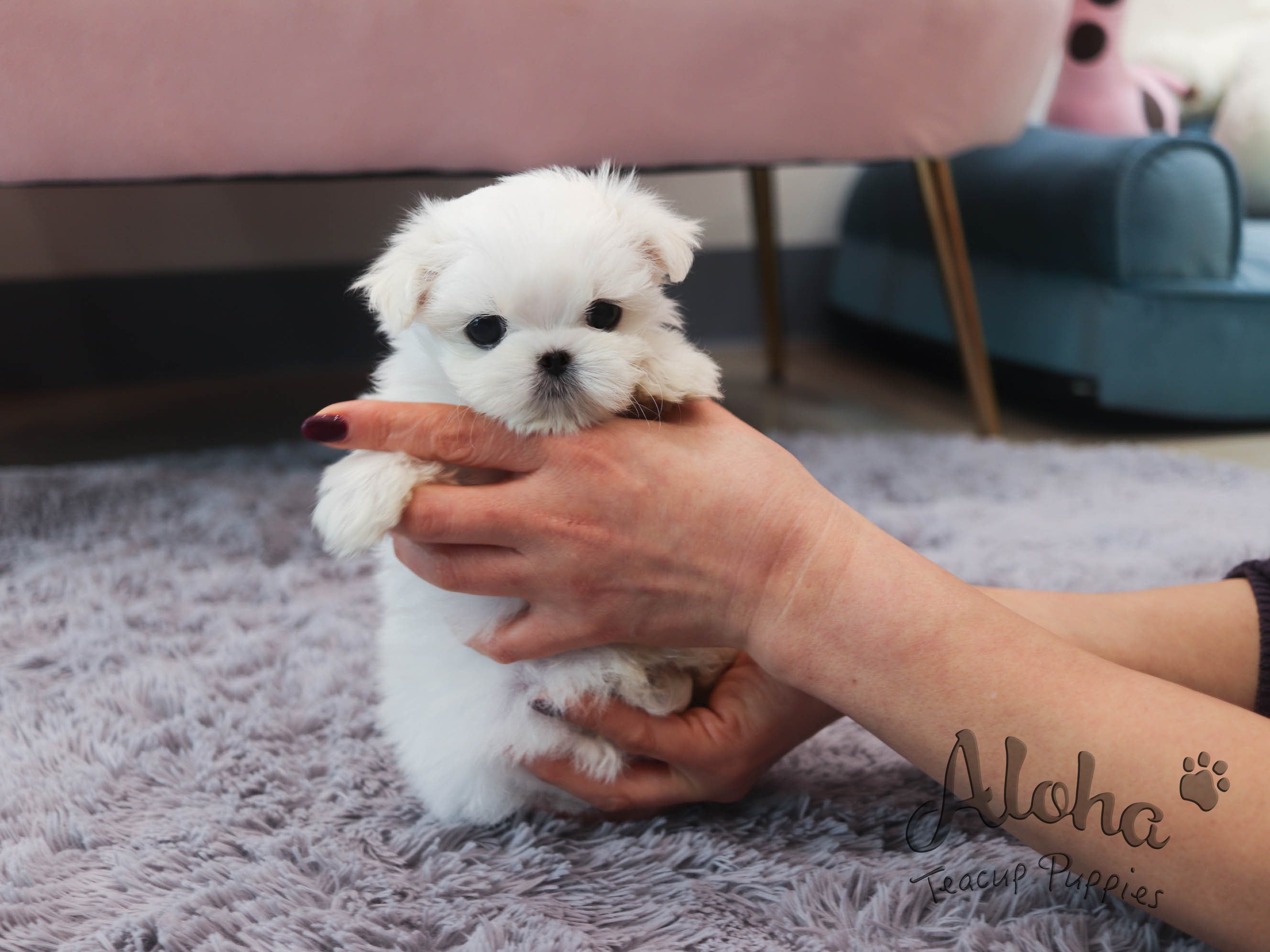 cotton [TEACUP MALTESE]