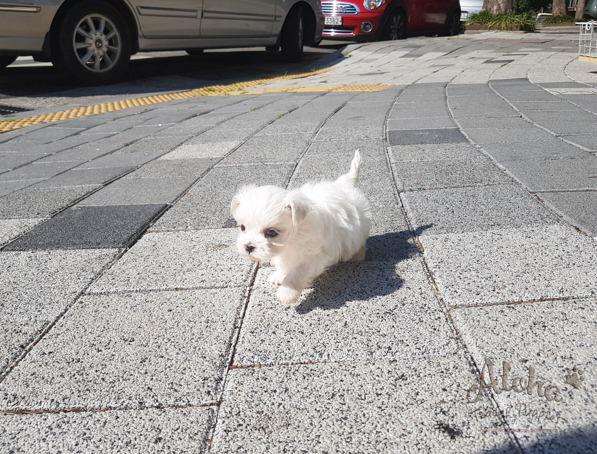 Cherry - [Maltese]