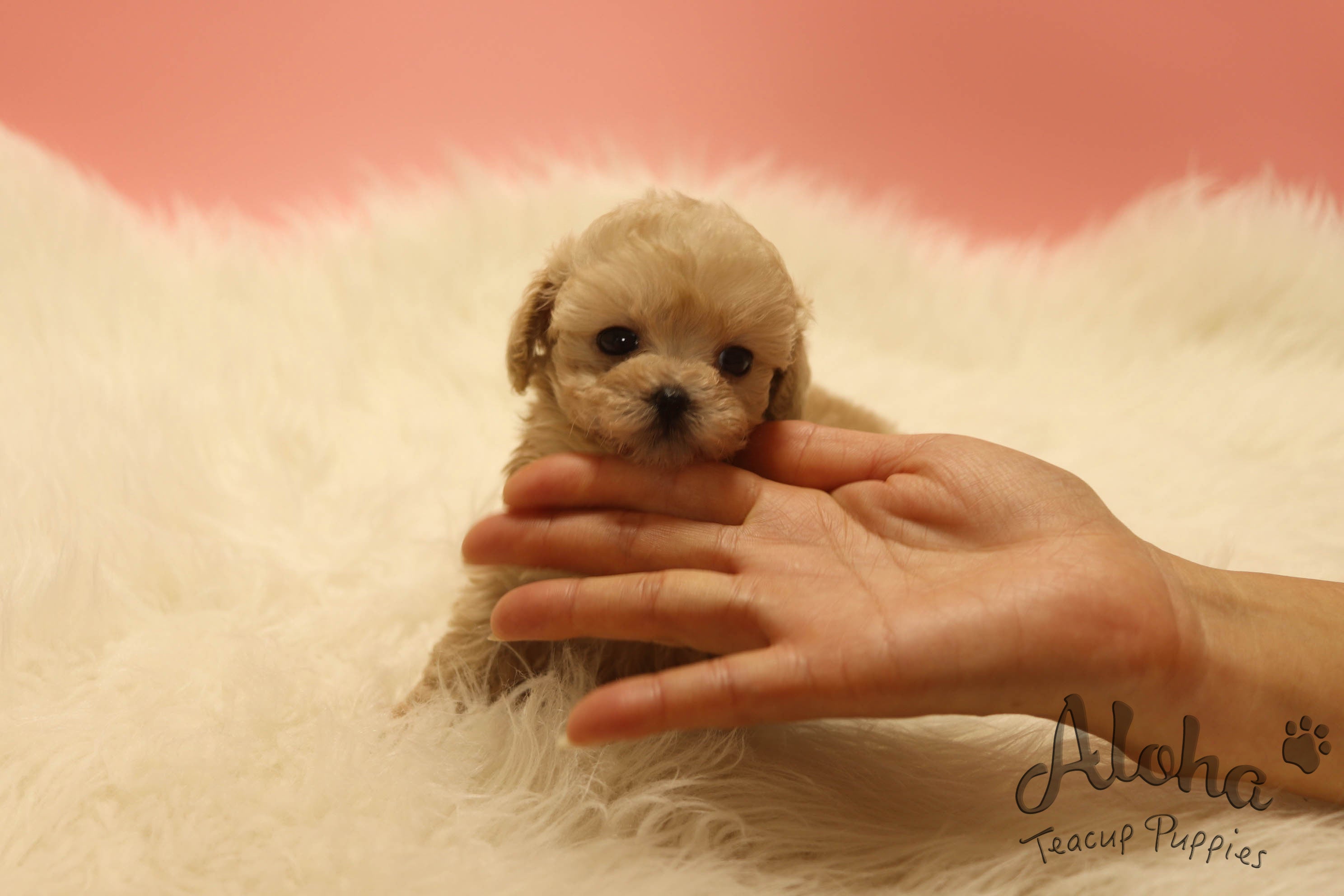 Angel [TEACUP MALTIPOO]