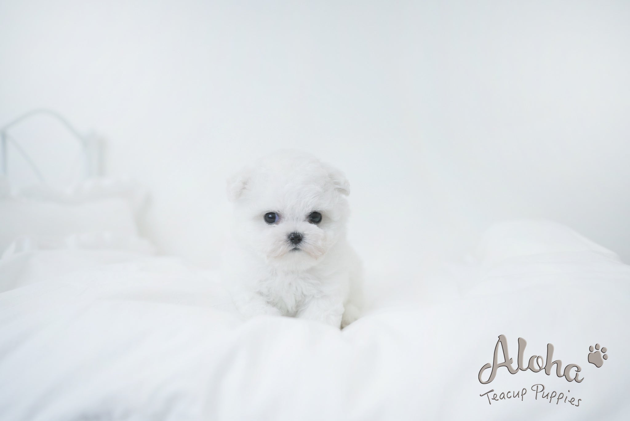 Oatmeal [TEACUP Bichon]