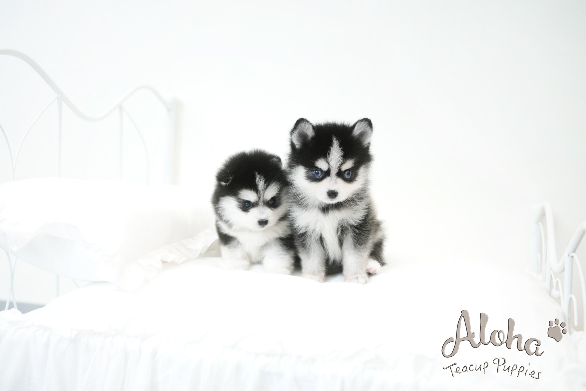 Emma&Edison [TEACUP POMSKY]