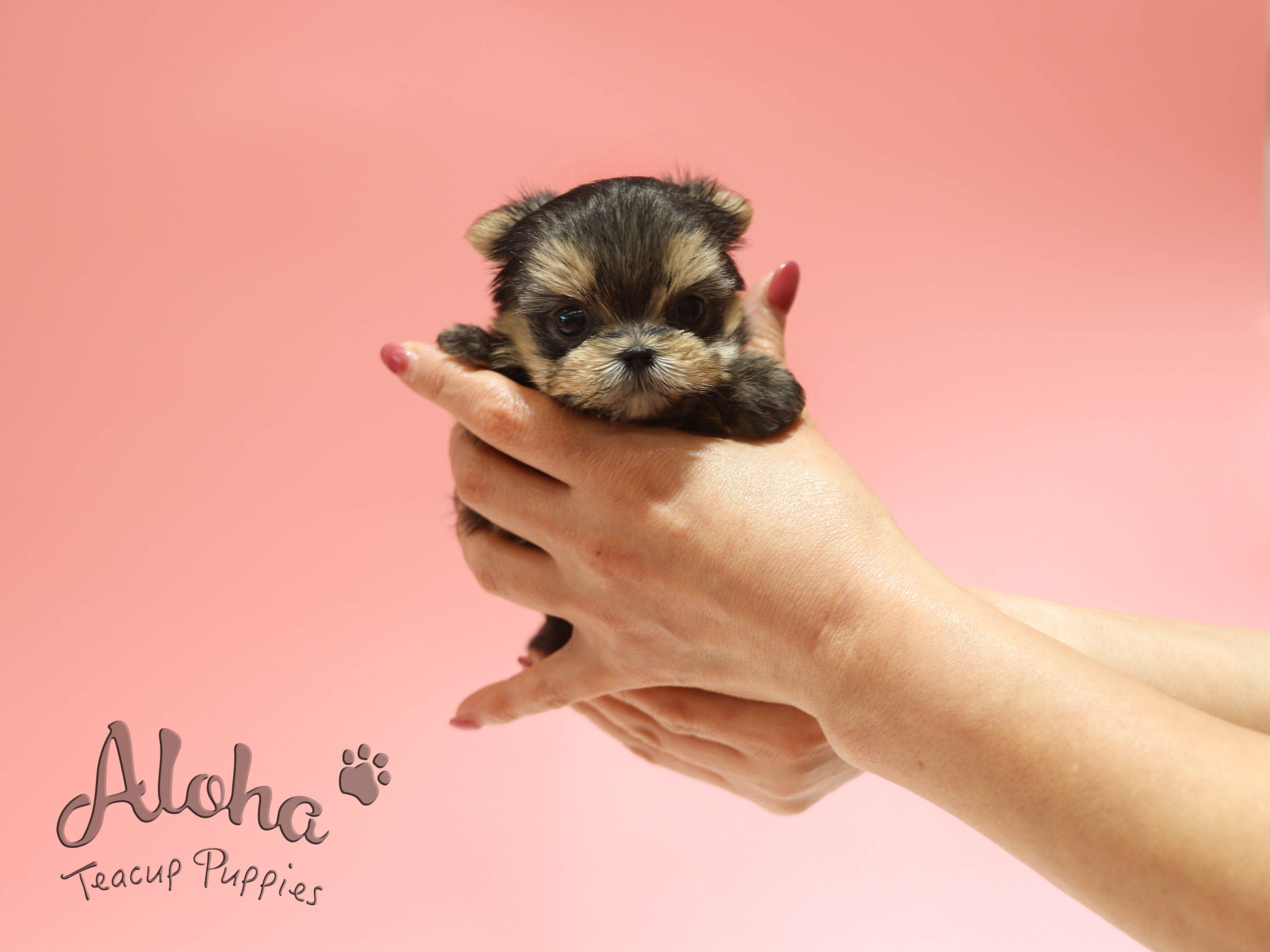 Mong [TEACUP Morkie]