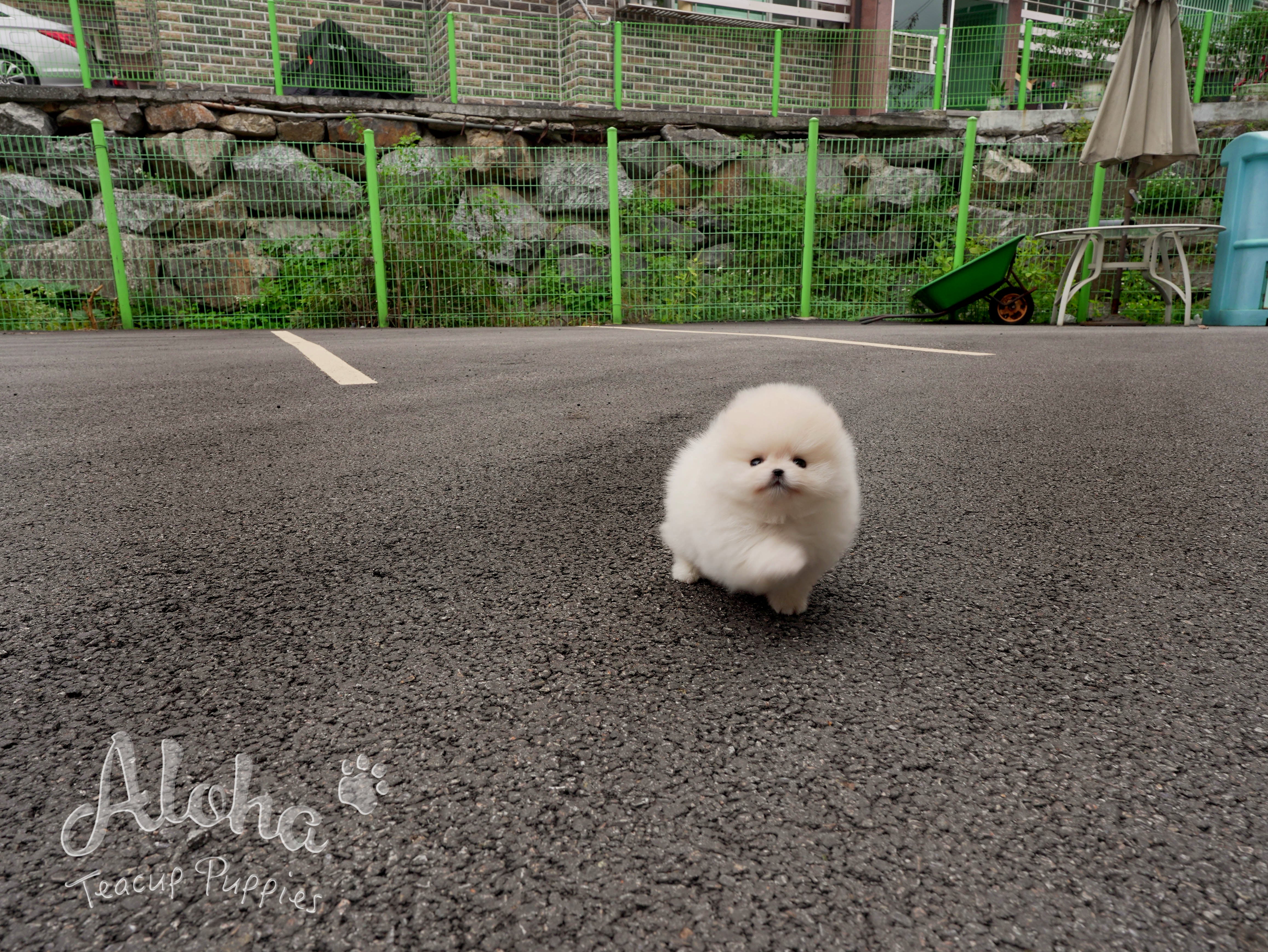 Caramel [TEACUP Pomeranian]
