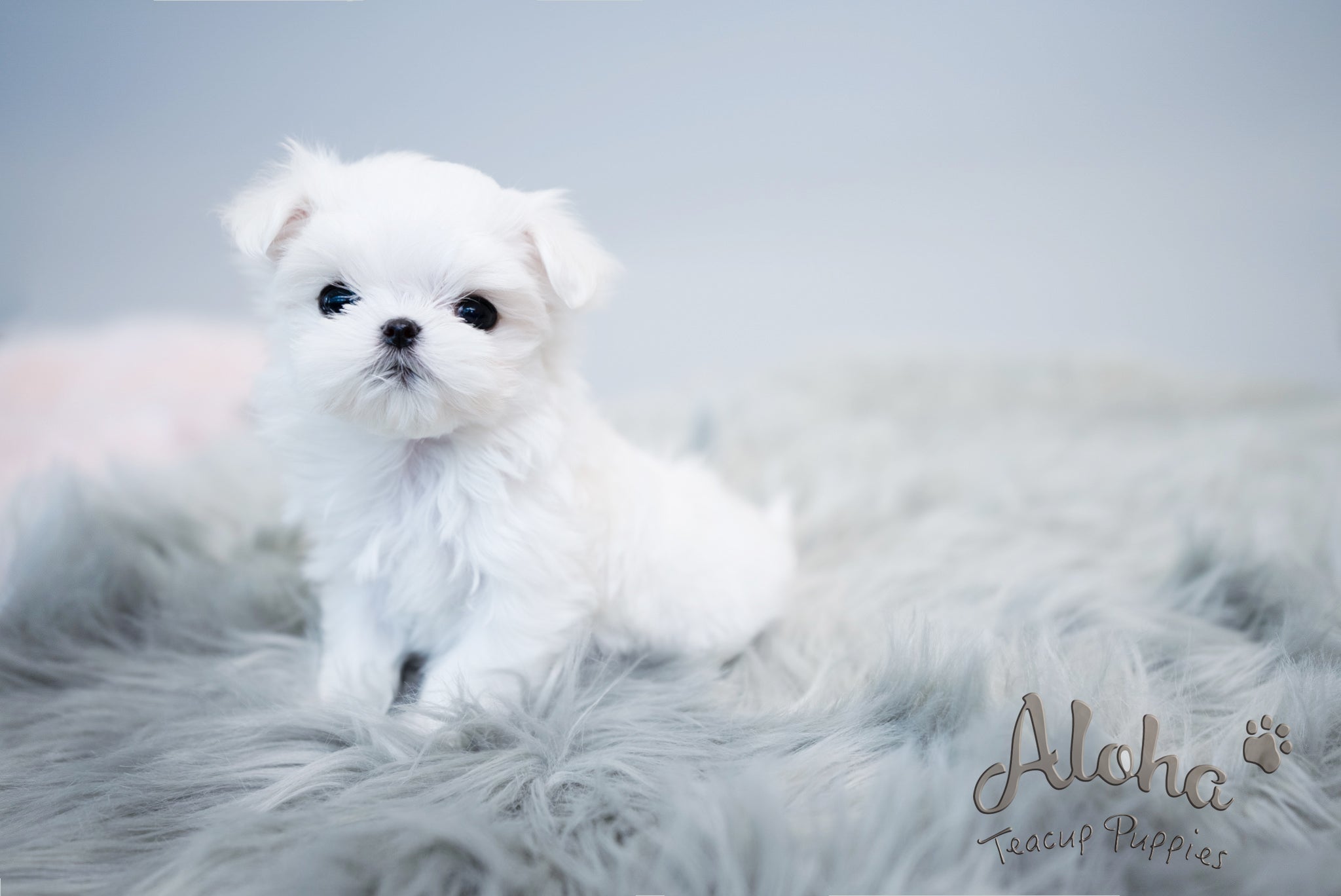 Agata [TEACUP MALTESE]