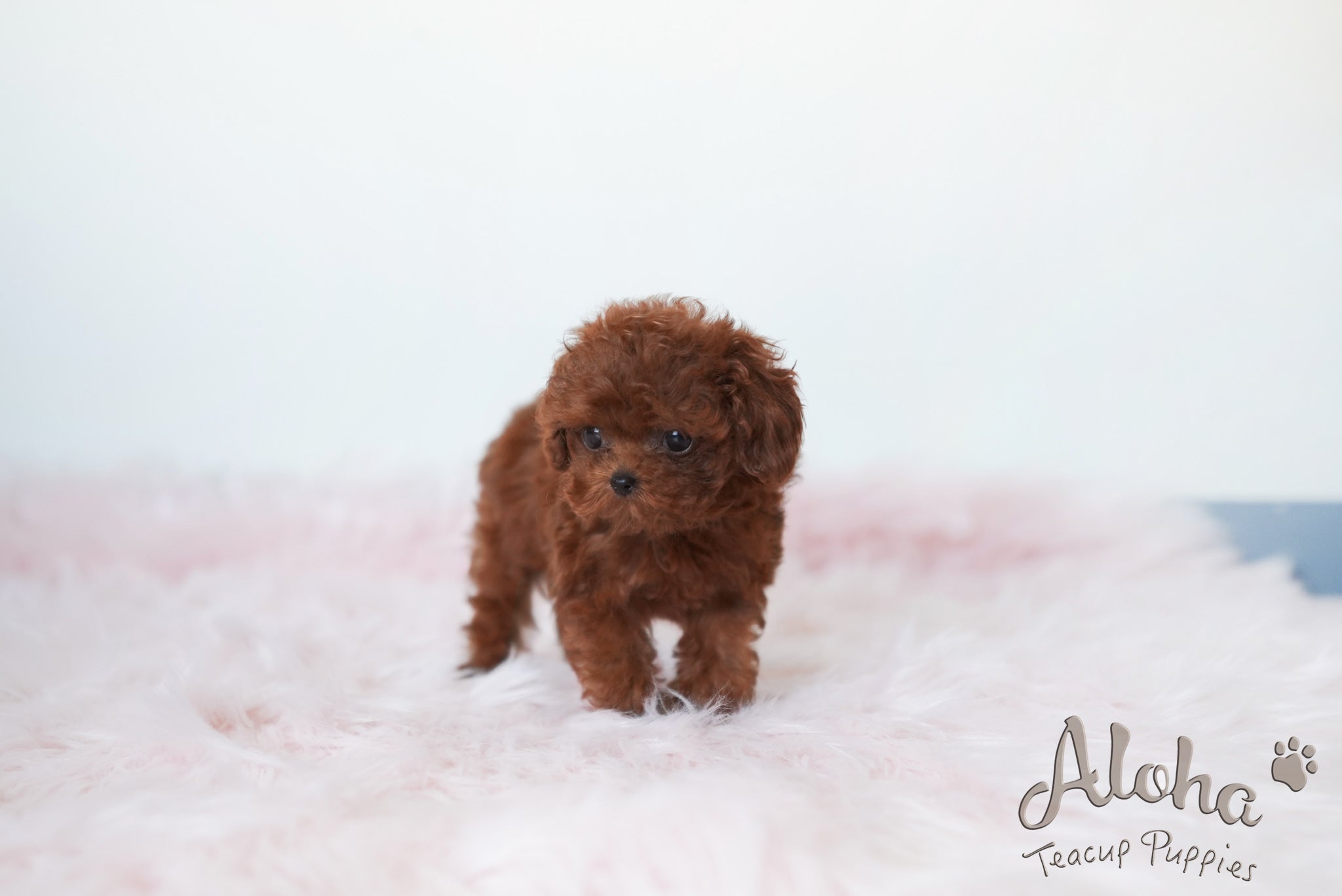 Hershey [TEACUP POODLE]