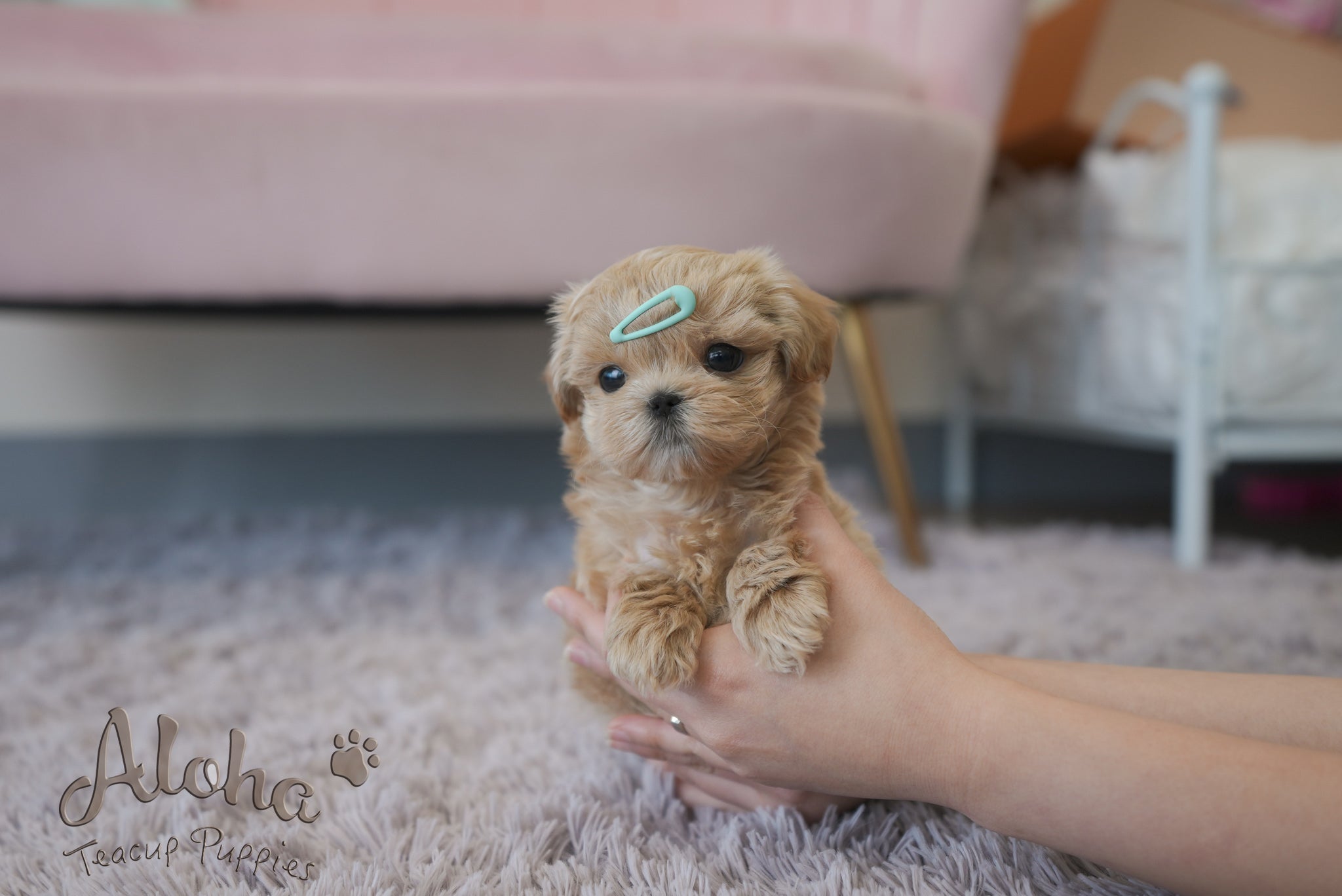 Paco [TEACUP MALTIPOO]