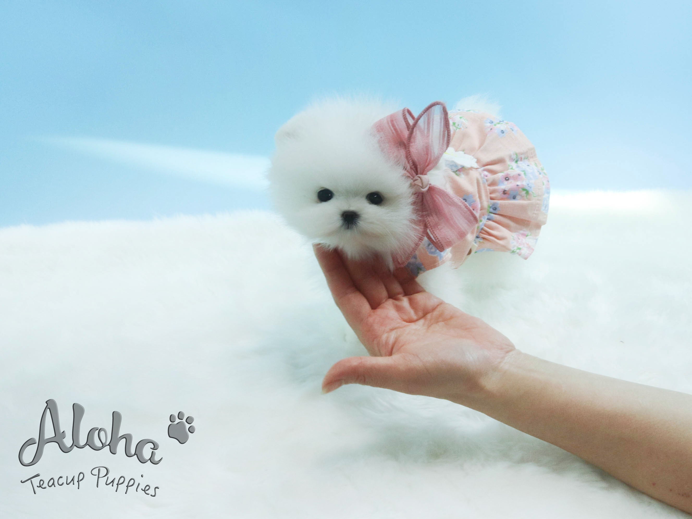 Lena [TEACUP POMERANIAN]