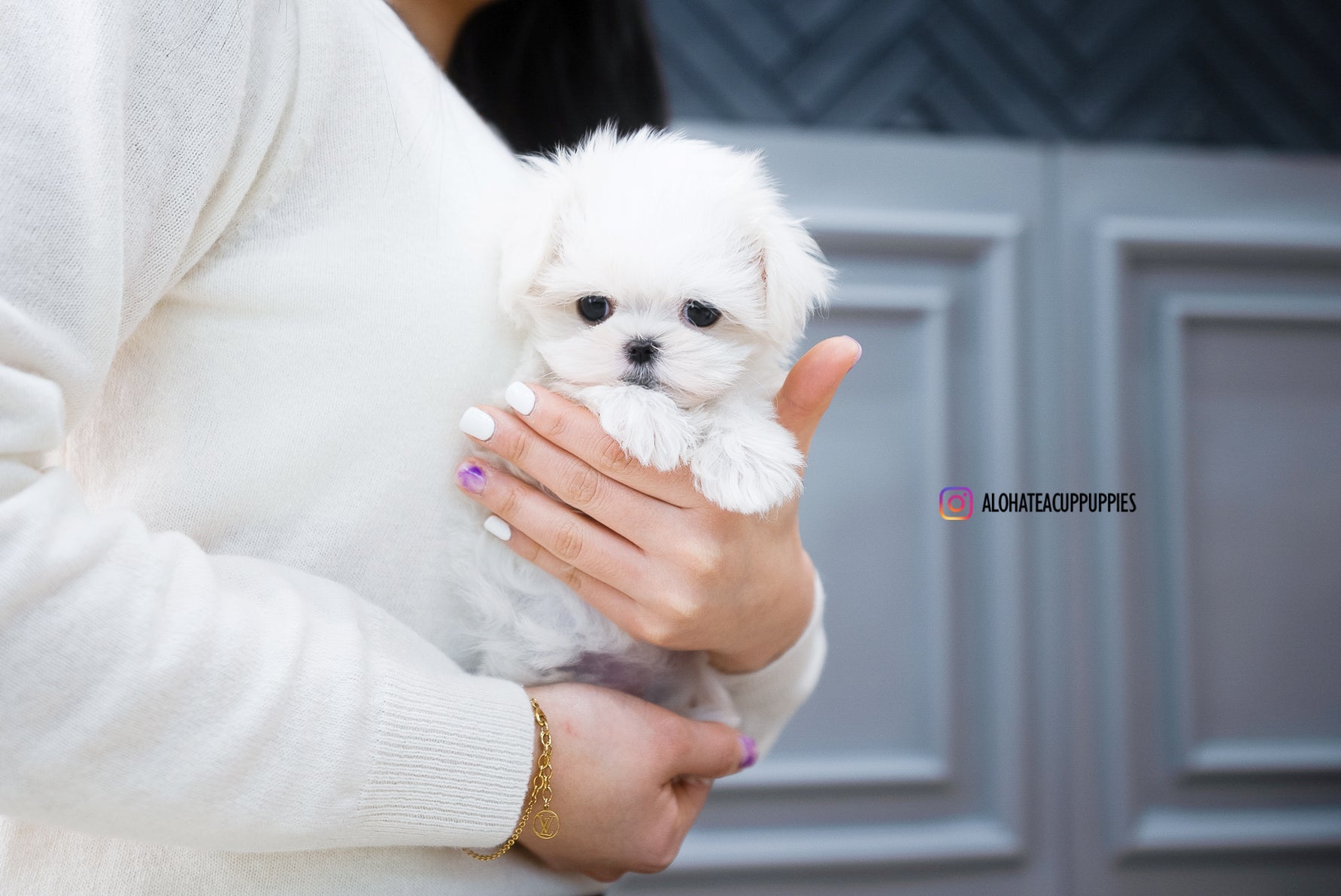 Ted [TEACUP MALTESE]