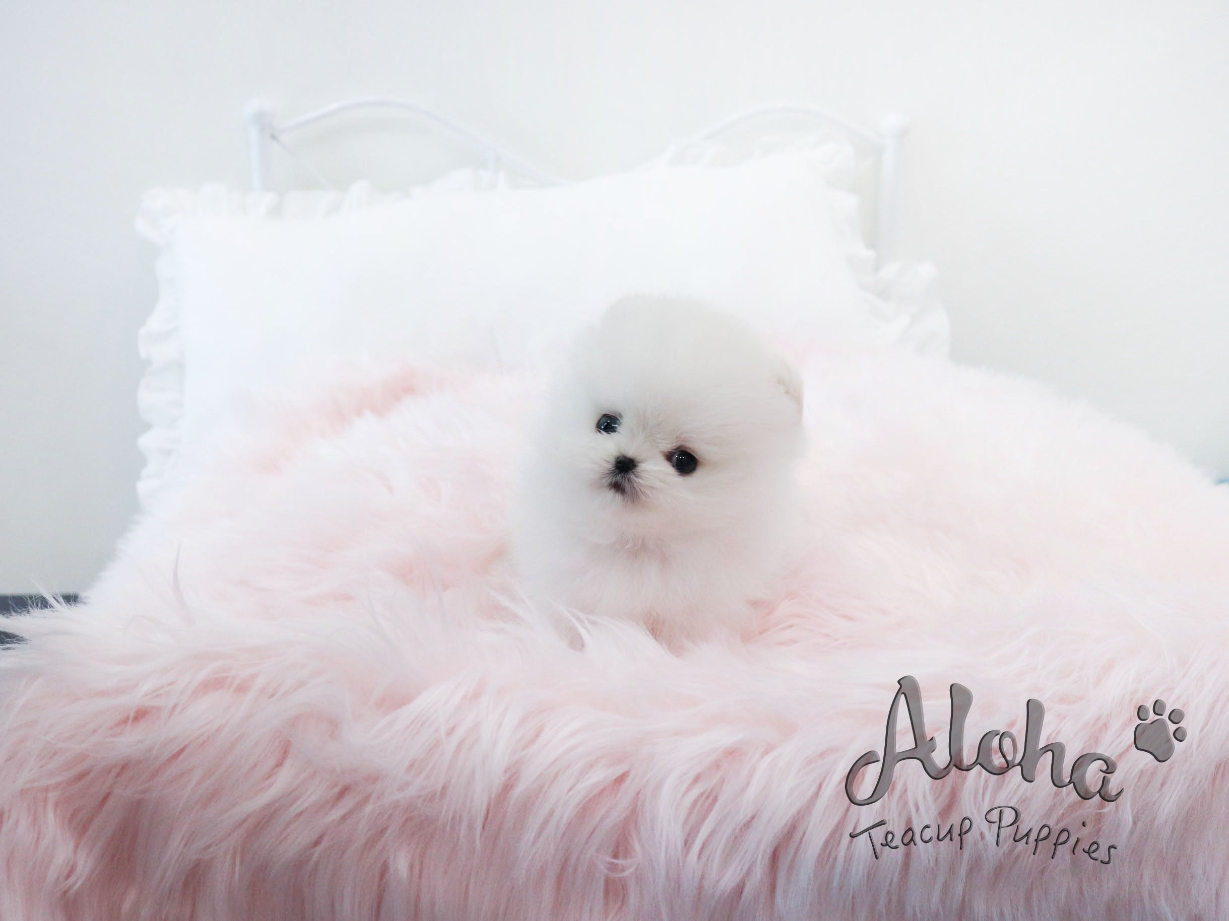 Mary [TEACUP POMERANIAN]