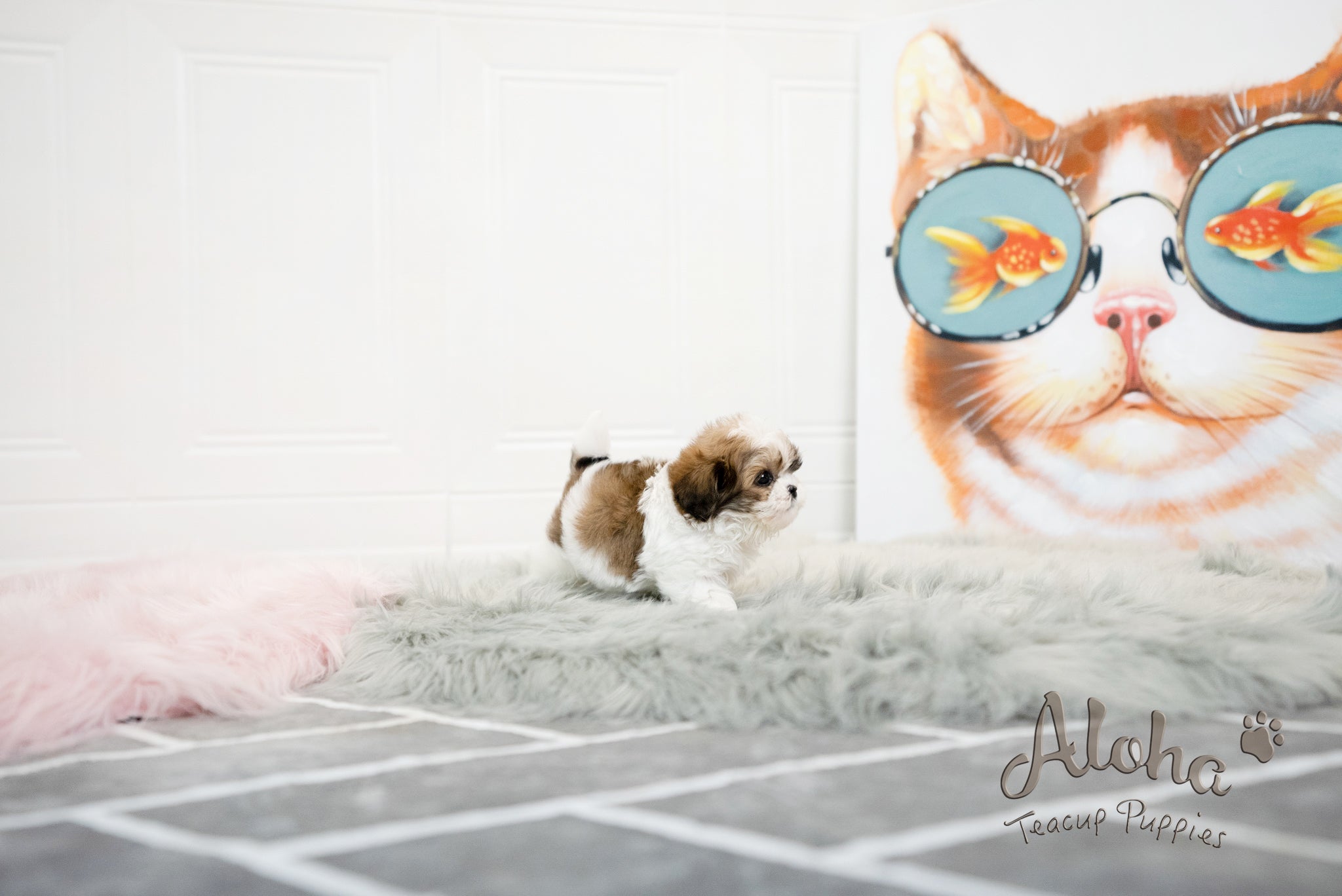 Jarry [TEACUP MALTIPOO]