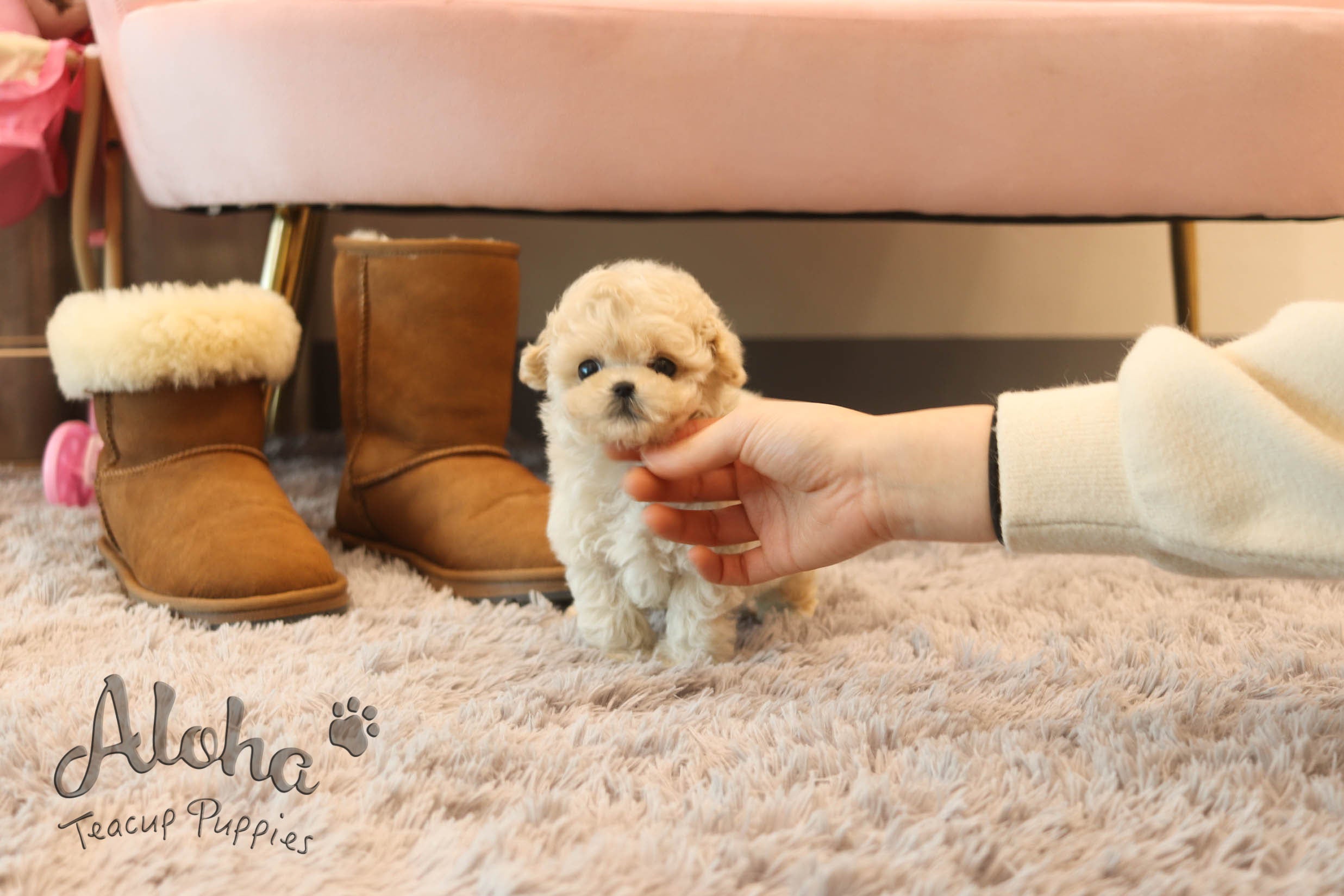 Jelly [TEACUP MALTIPOO]