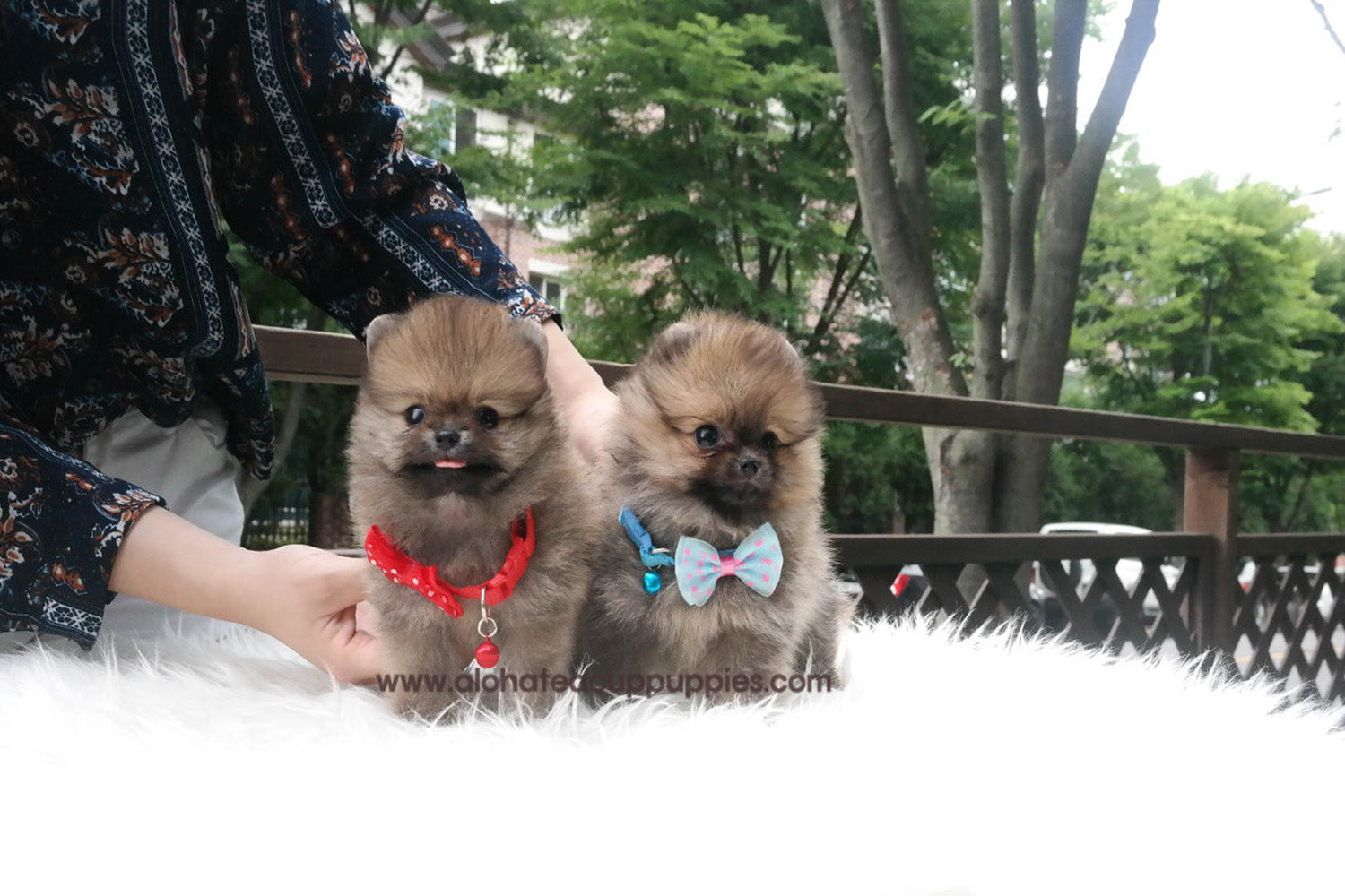 Nichol "collar rojo" - [Pomerania]