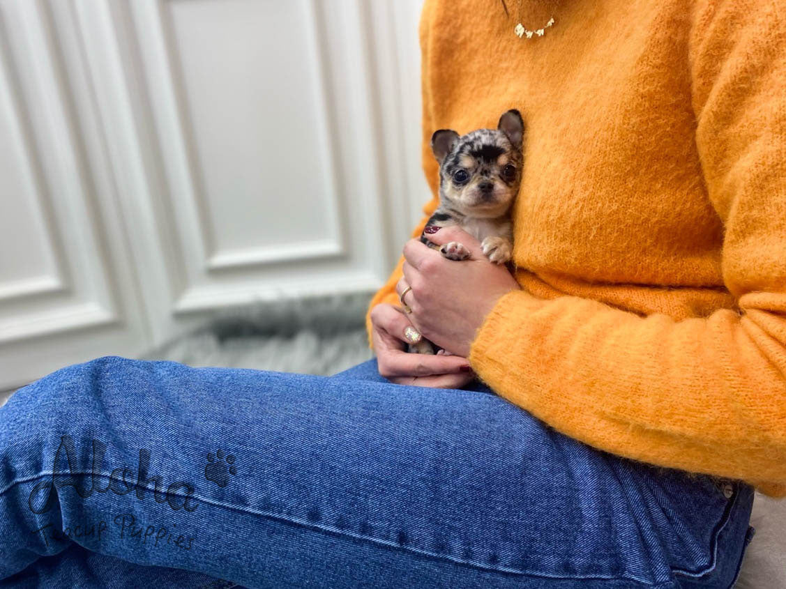 Aventador [TEACUP Chihuahua]