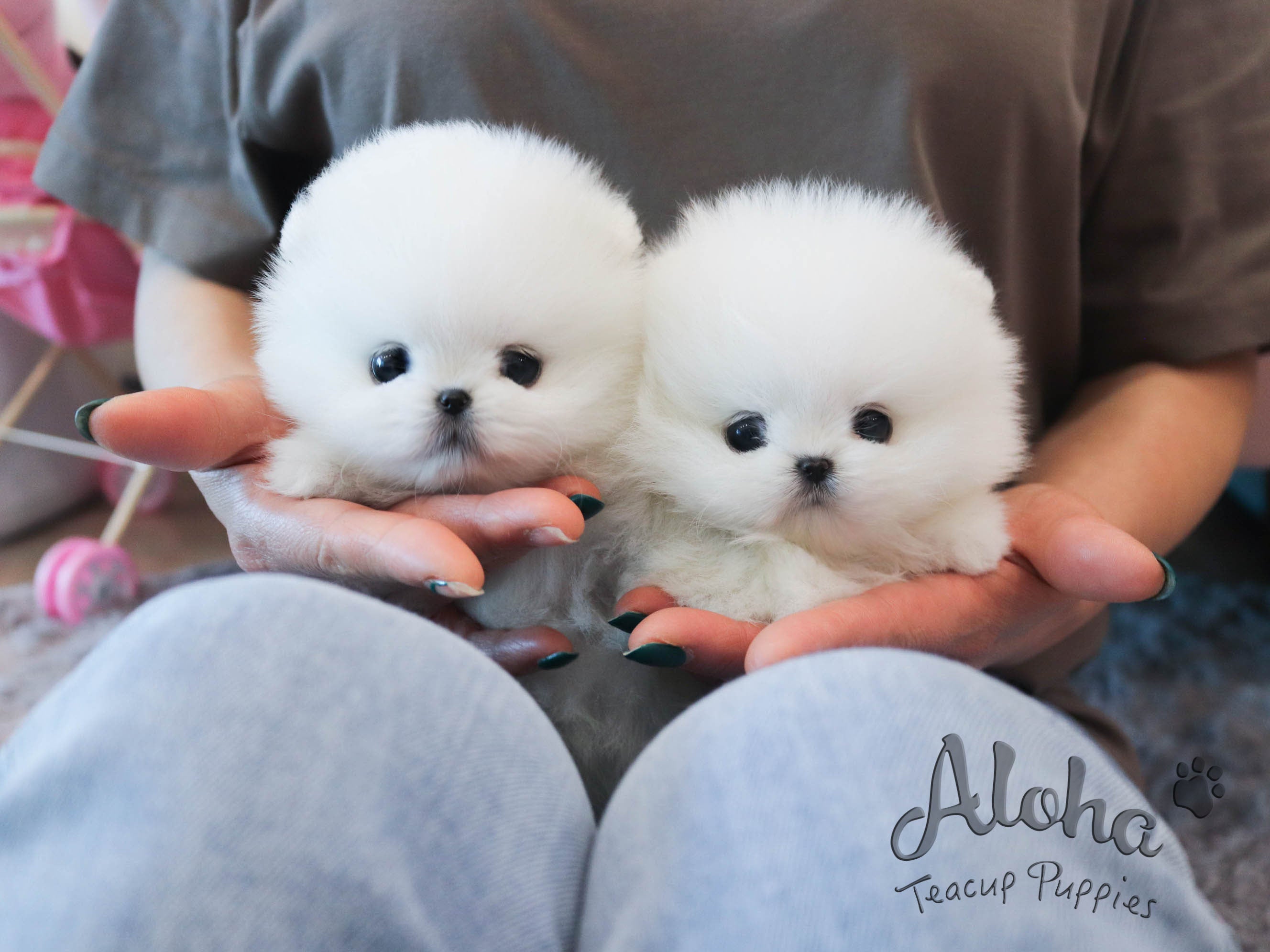 Anna&Sui [TEACUP POMERANIAN]