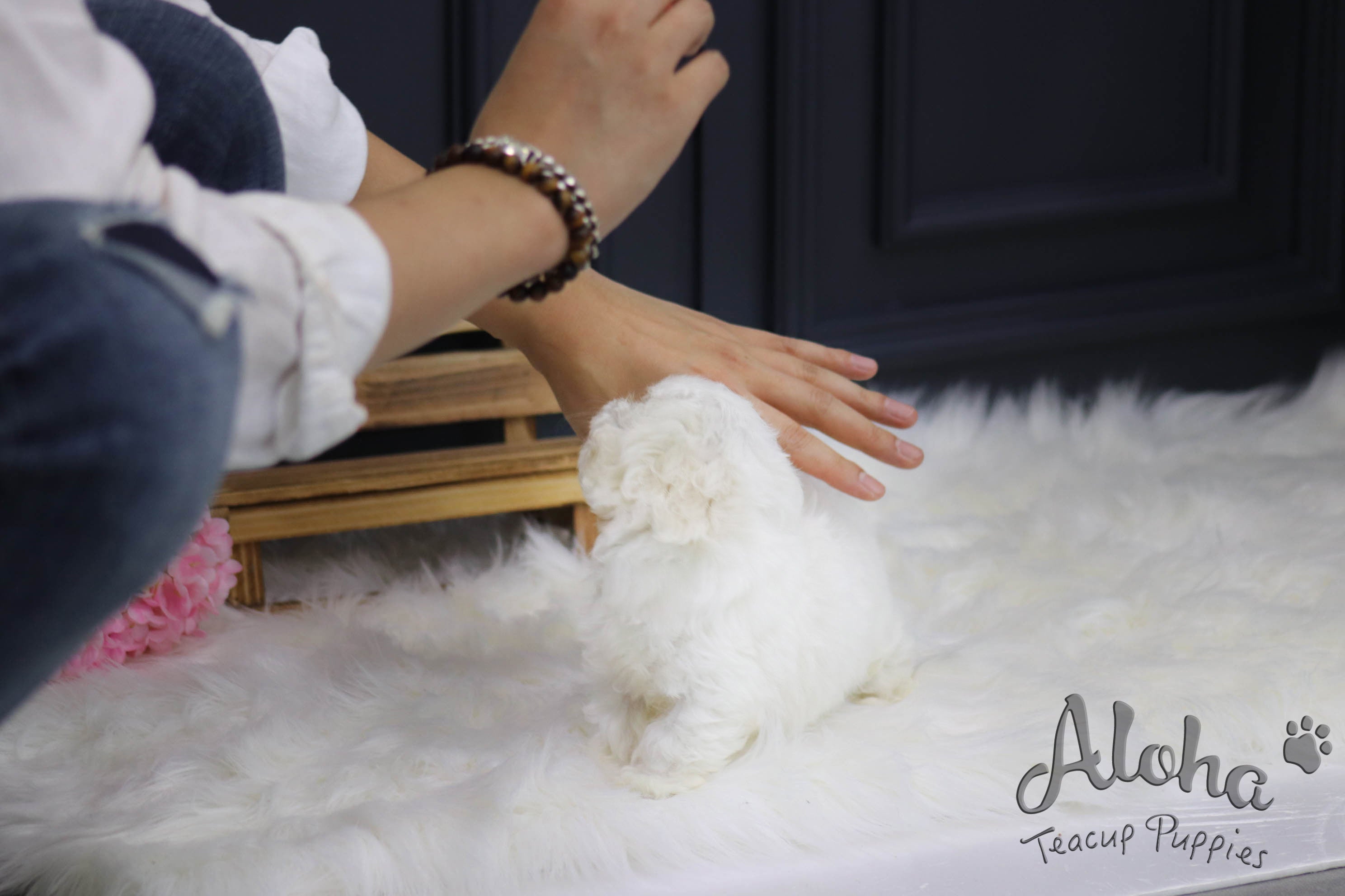 Sold to Shikun, Drew [TEACUP MALTESE]