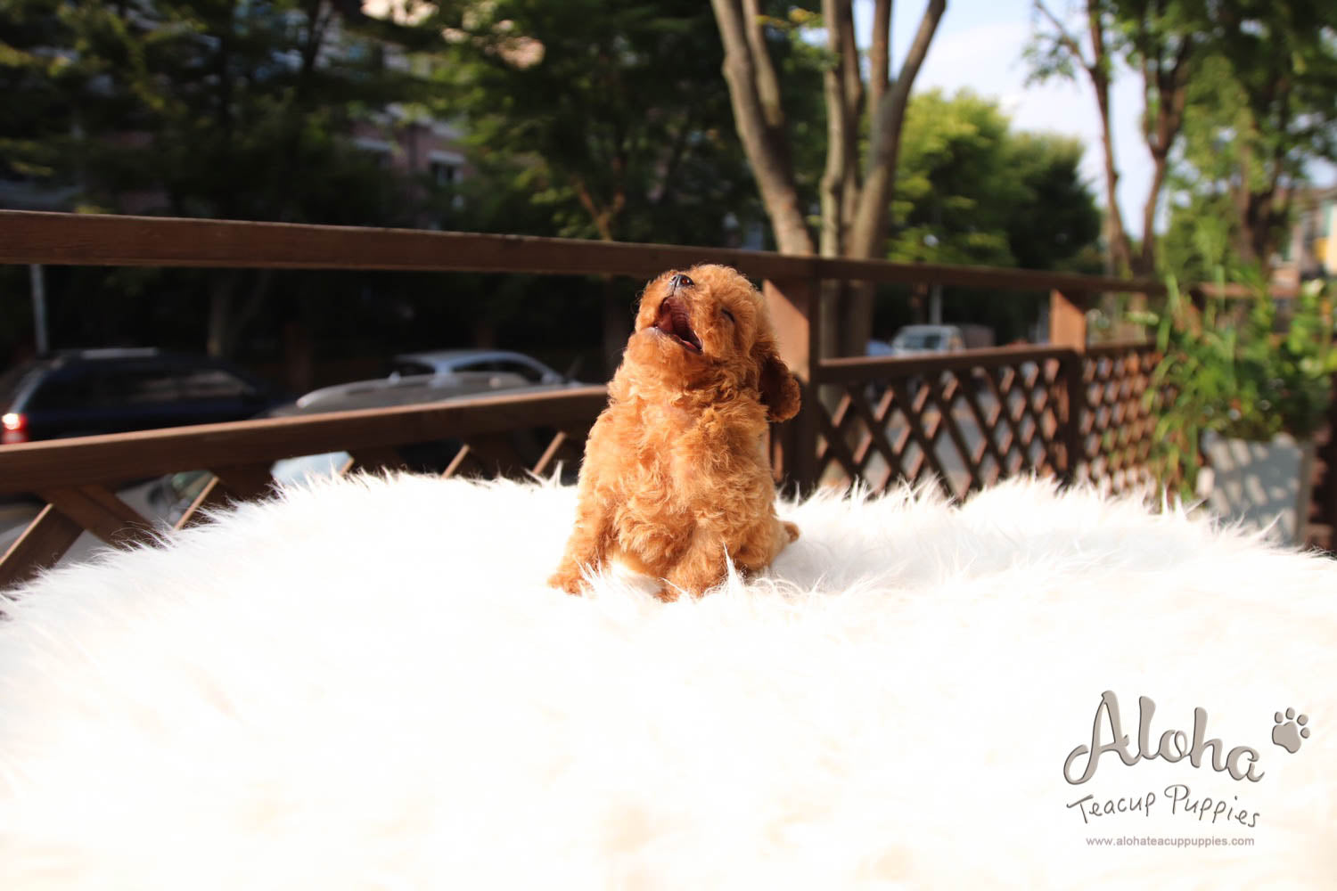 Jordan - [Poodle]