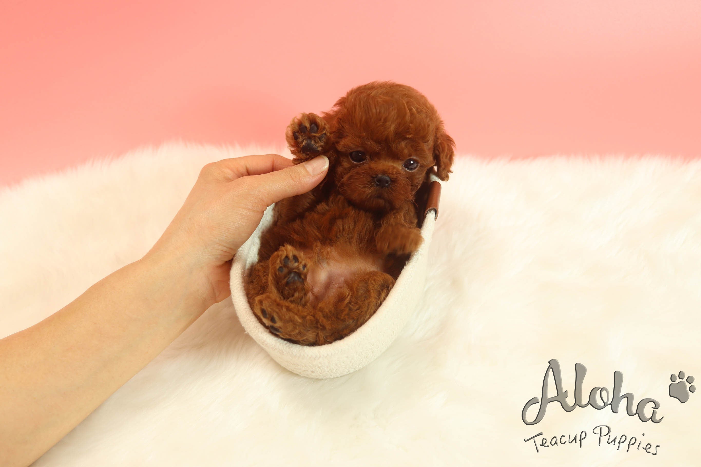 Vendida a Jacklyn, Peanut [Poodle TOY]