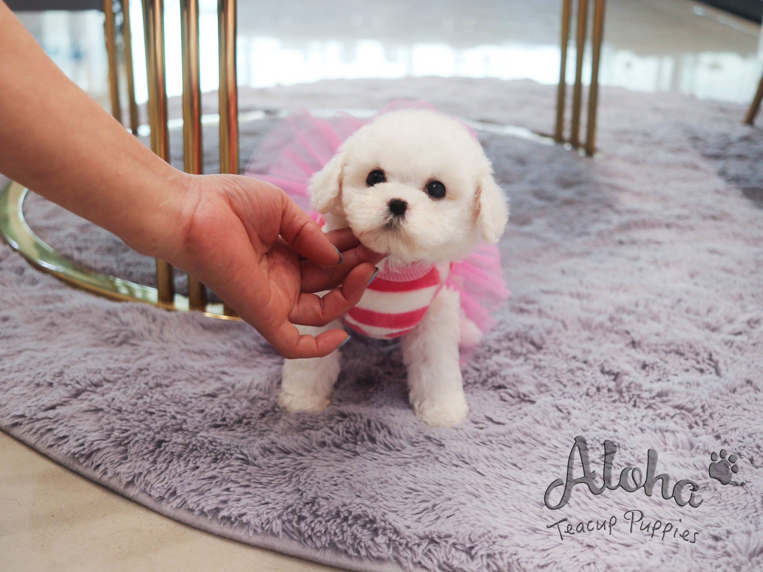 Stella [TEACUP BICHON]