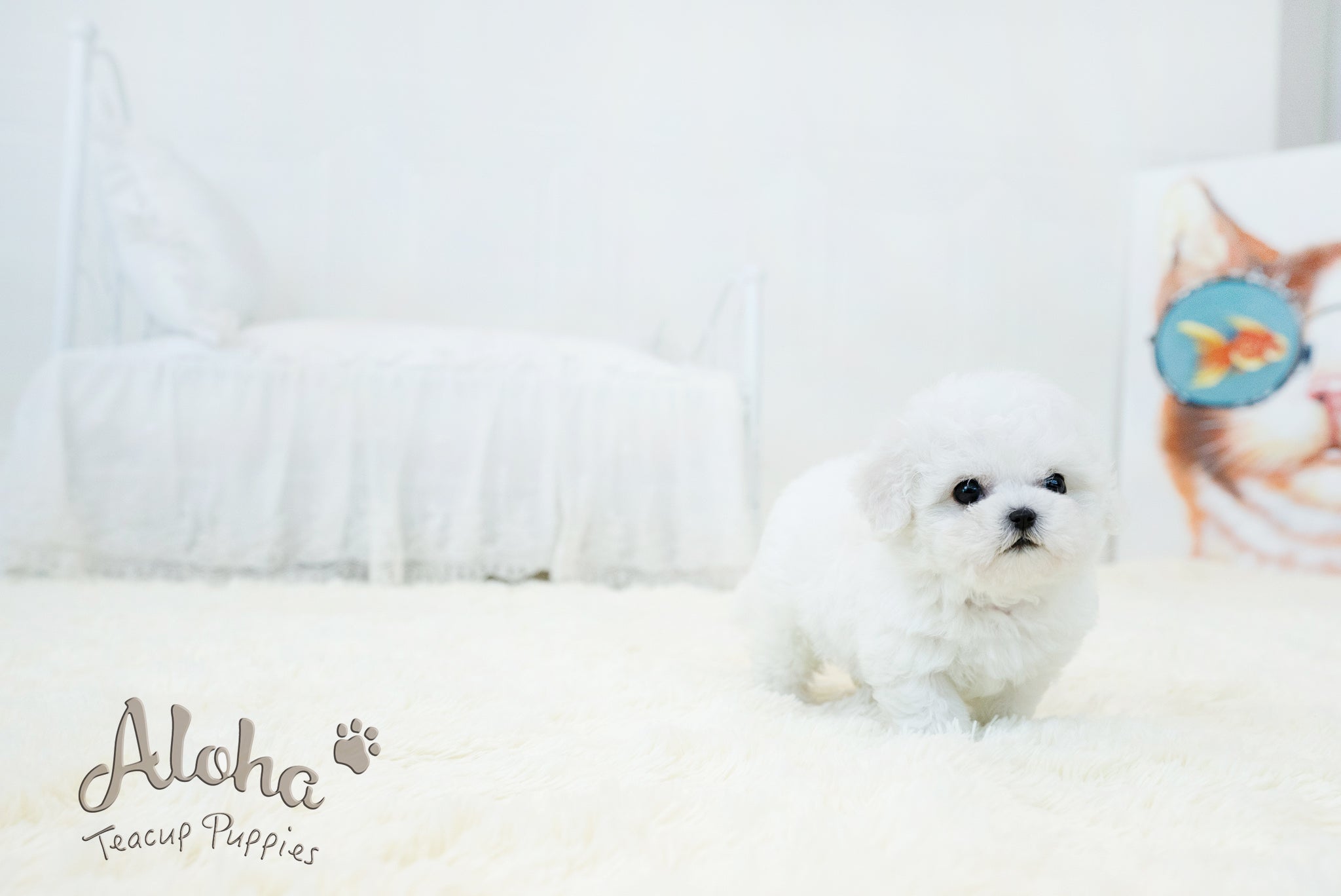 Lyle [TEACUP BICHON]