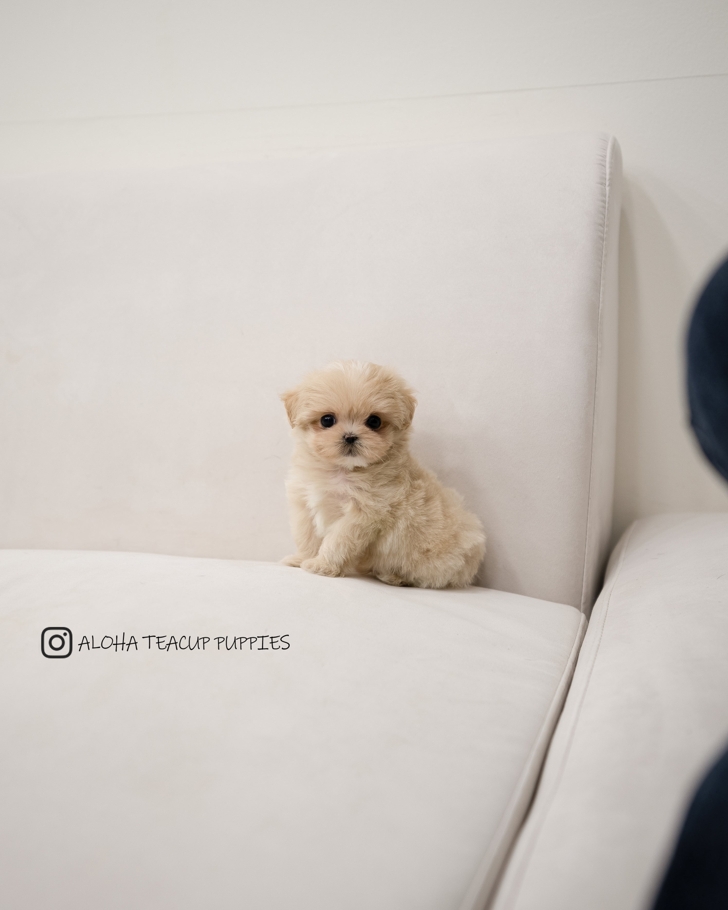 Dawn [TEACUP MALTIPOO]