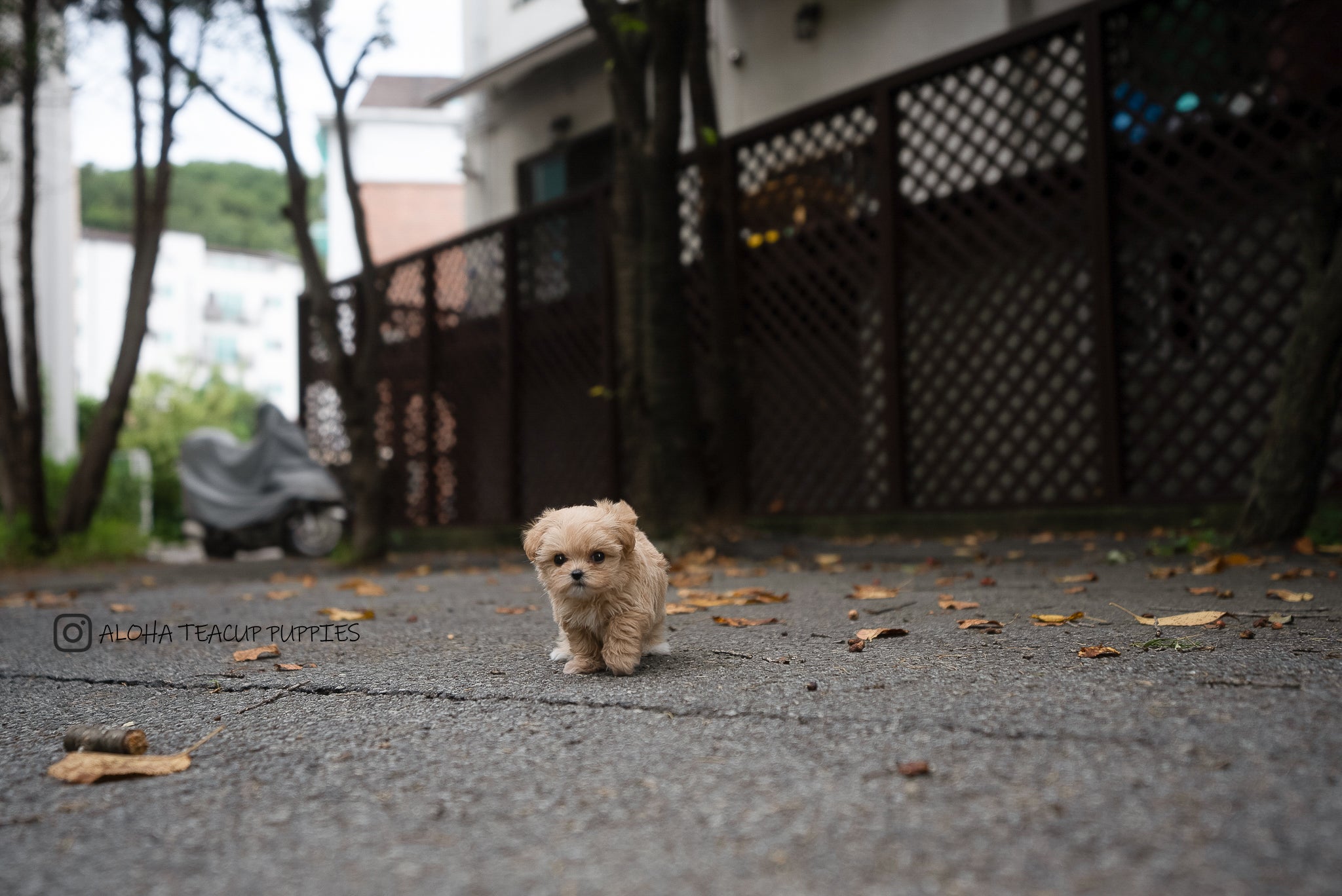 Fendi [TEACUP MALTIPOO]