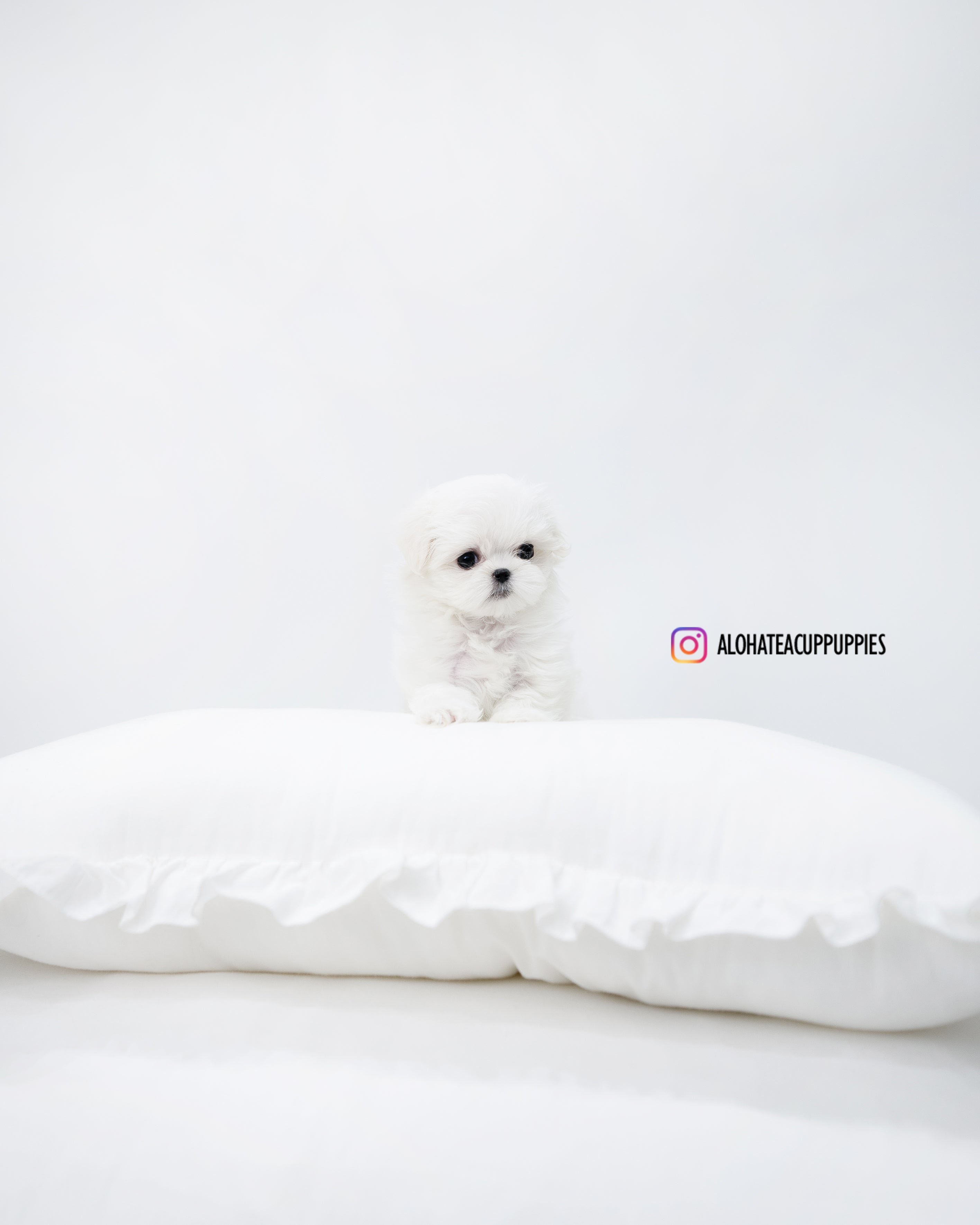 Berry [TEACUP MALTESE]