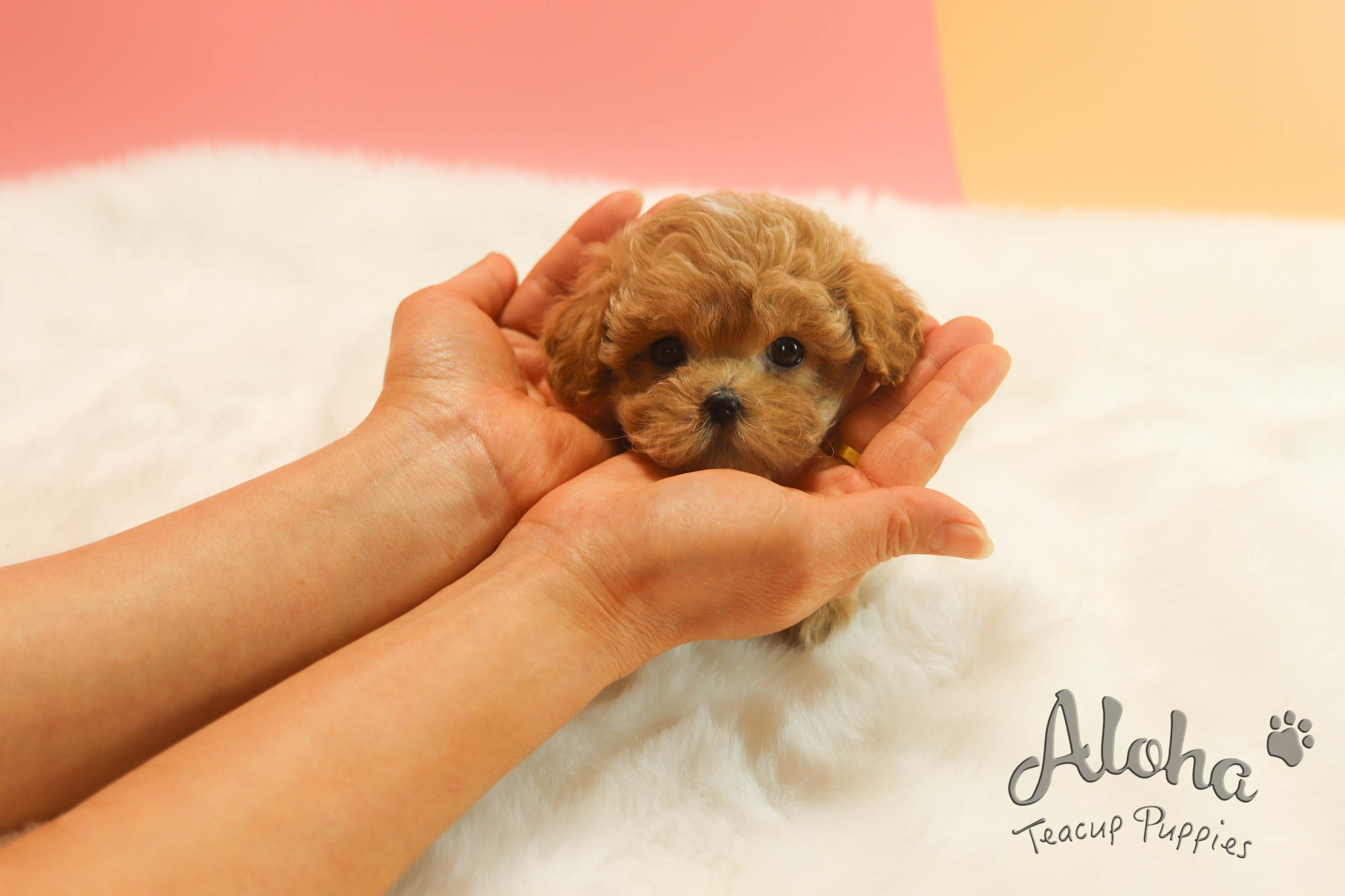 Mocha [MALTIPOO TAZA DE TÉ]