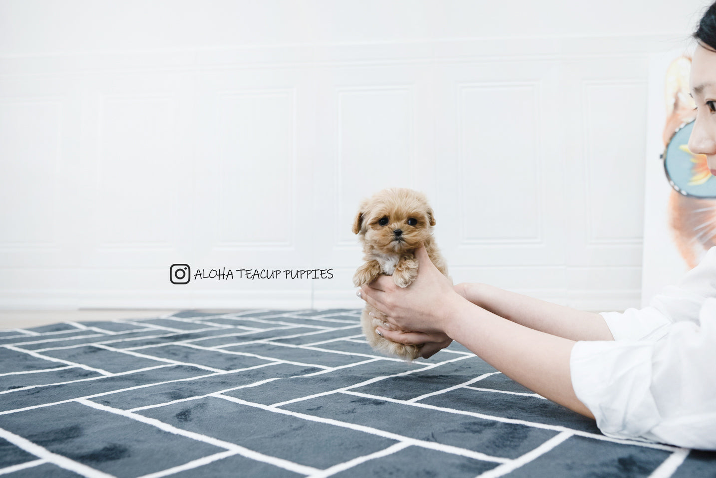 Chris [TEACUP MALTIPOO]