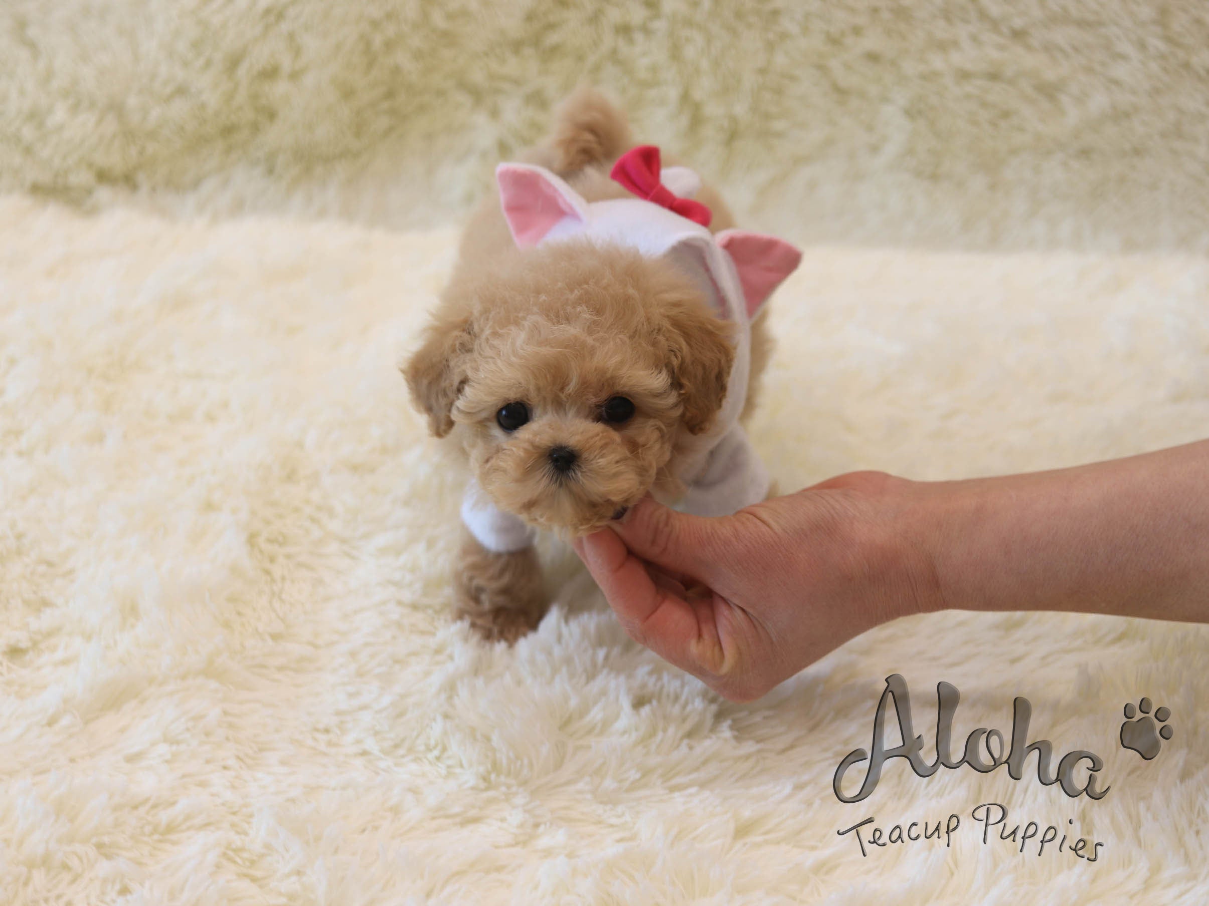 Rose [TEACUP POODLE]