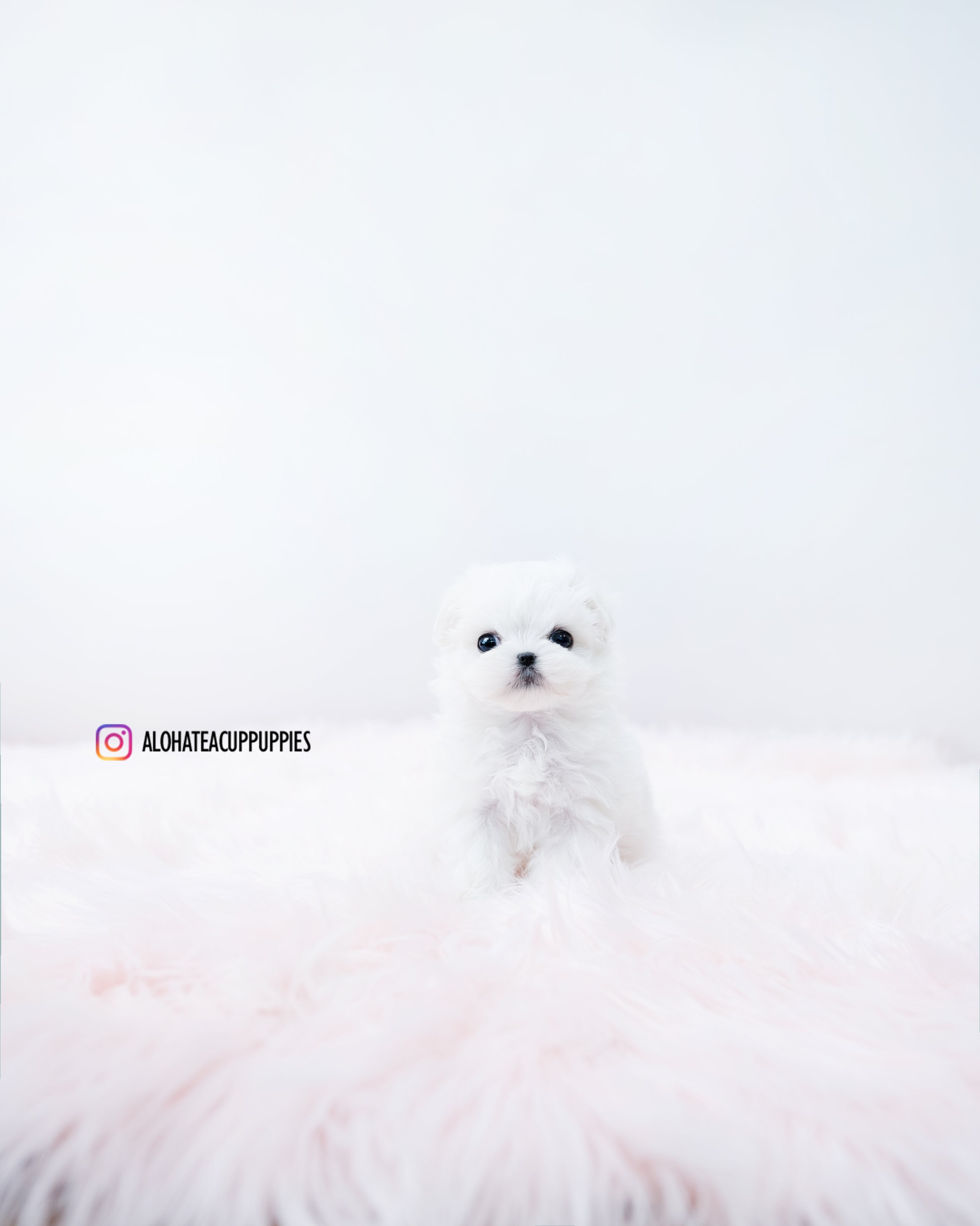 Clara [TEACUP MALTESE]